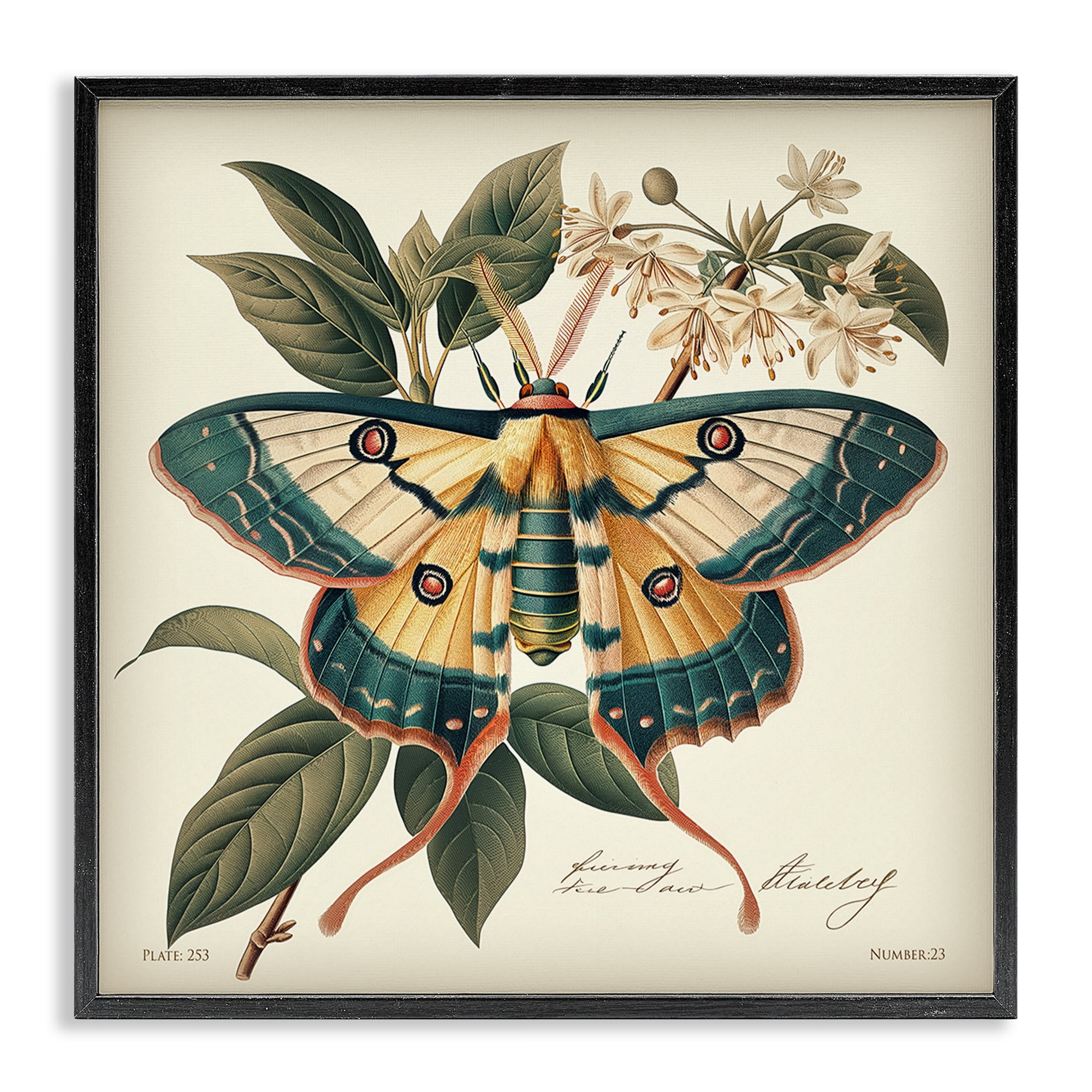Stupell Industries Vintage Moth & Plant Study Animals Painting Black Framed Art Print Wall Art, 24 x 24
