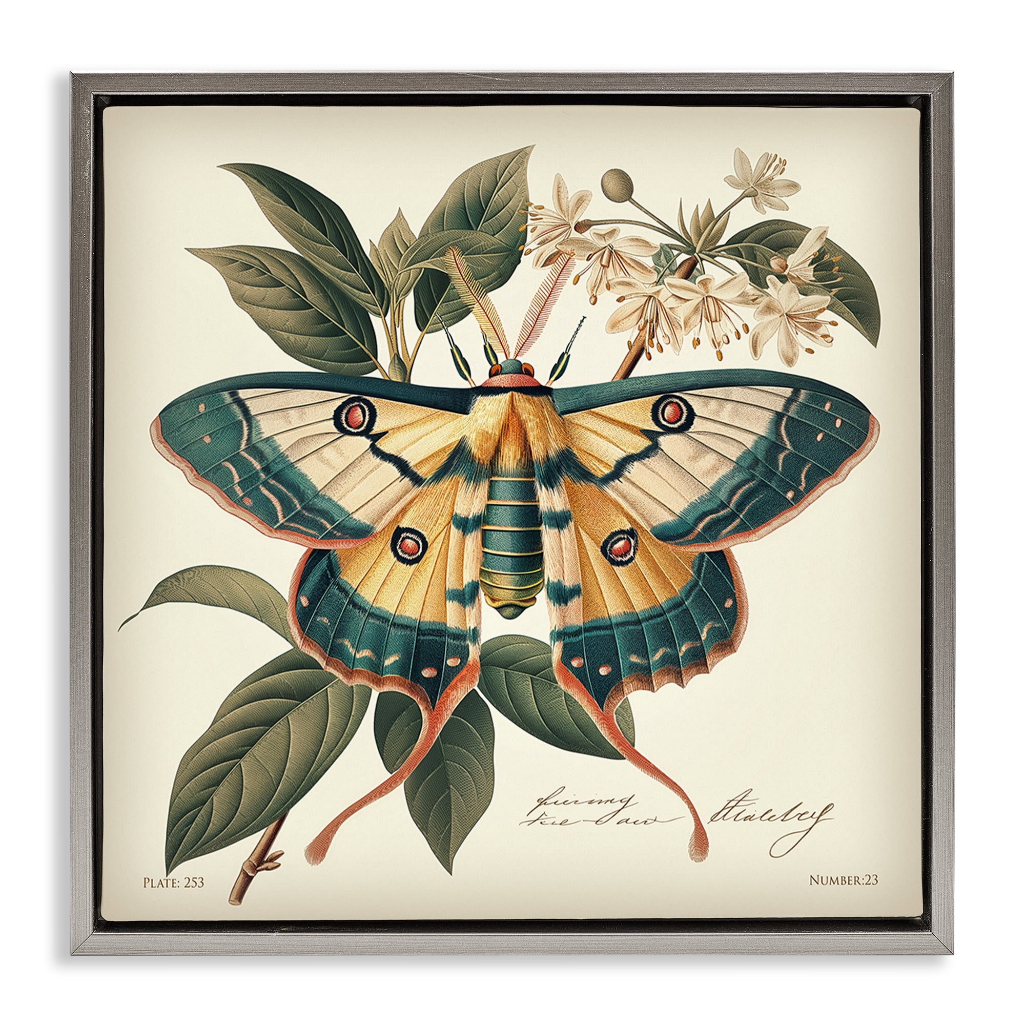 Stupell Industries Vintage Moth & Plant Study Animals Painting Gray Floater Framed Canvas Art Print Wall Art, 25 x 25