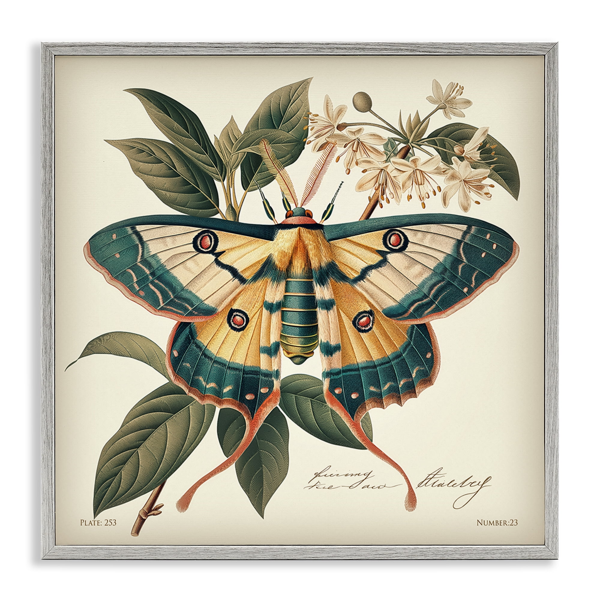 Stupell Industries Vintage Moth & Plant Study Animals Painting Gray Framed Art Print Wall Art, 17 x 17