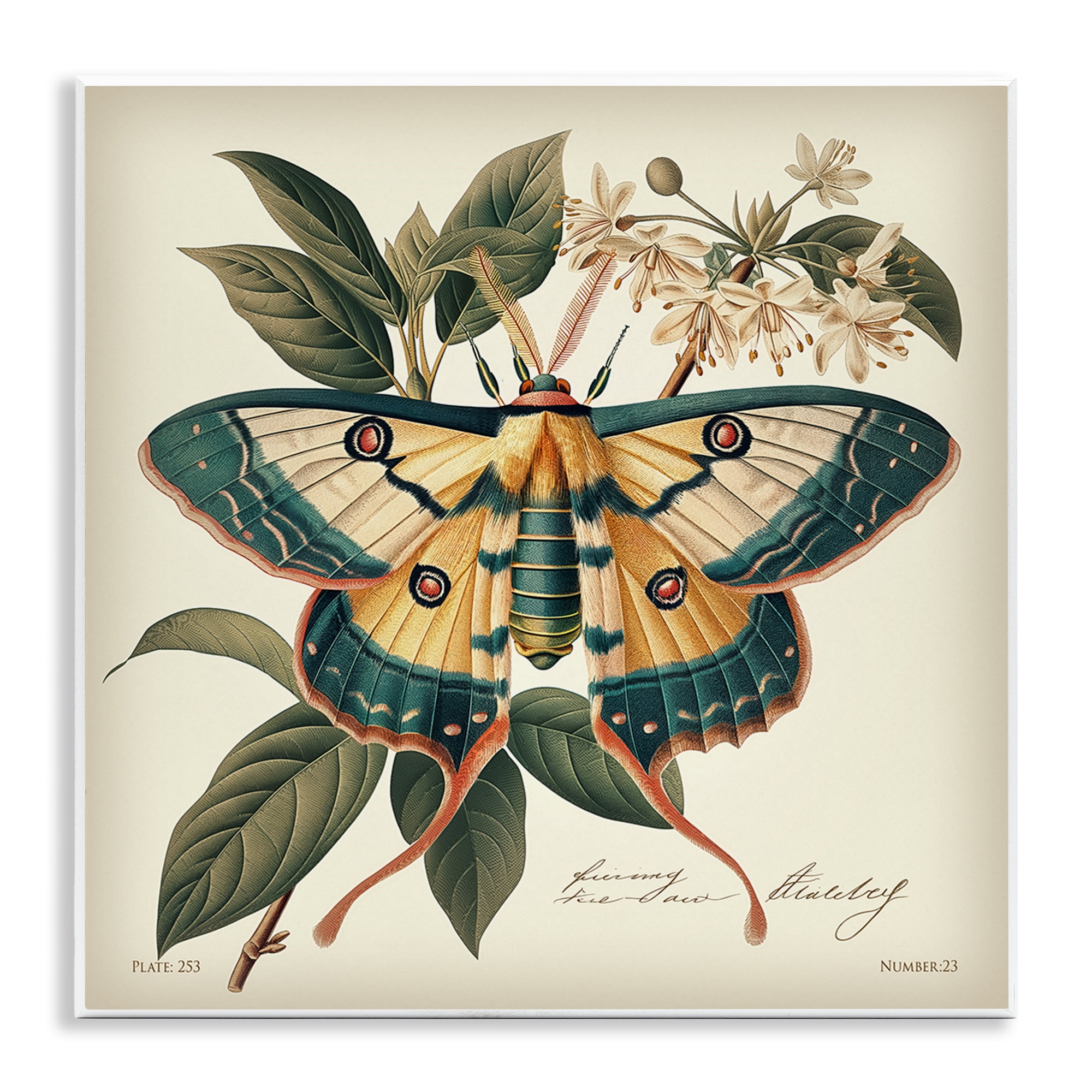Stupell Industries Vintage Moth & Plant Study Animals Painting Unframed Art Print Wall Art, 12 x 12