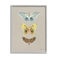 thumbnail image 1 of Stupell Industries Vintage Moth Species Animals & Insects Painting Gray Framed Art Print Wall Art, 11 x 14, 1 of 8
