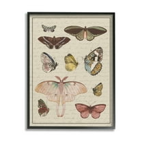 Stupell Industries Vintage Moth and Butterfly Wing Study over Script Animals & Insects Painting Black Framed Art Print Wall Art, 11 x 14