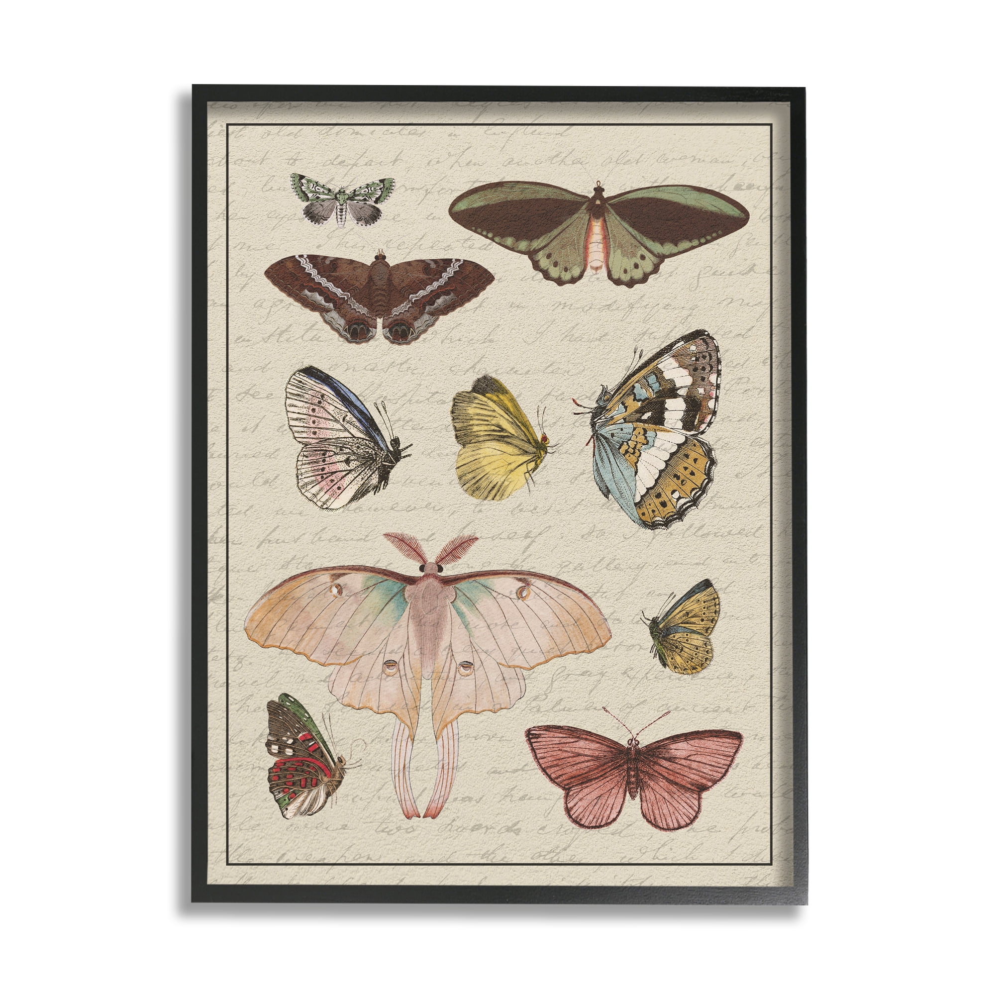 Stupell Industries Vintage Moth and Butterfly Wing Study over Script Animals & Insects Painting Black Framed Art Print Wall Art, 24 x 30