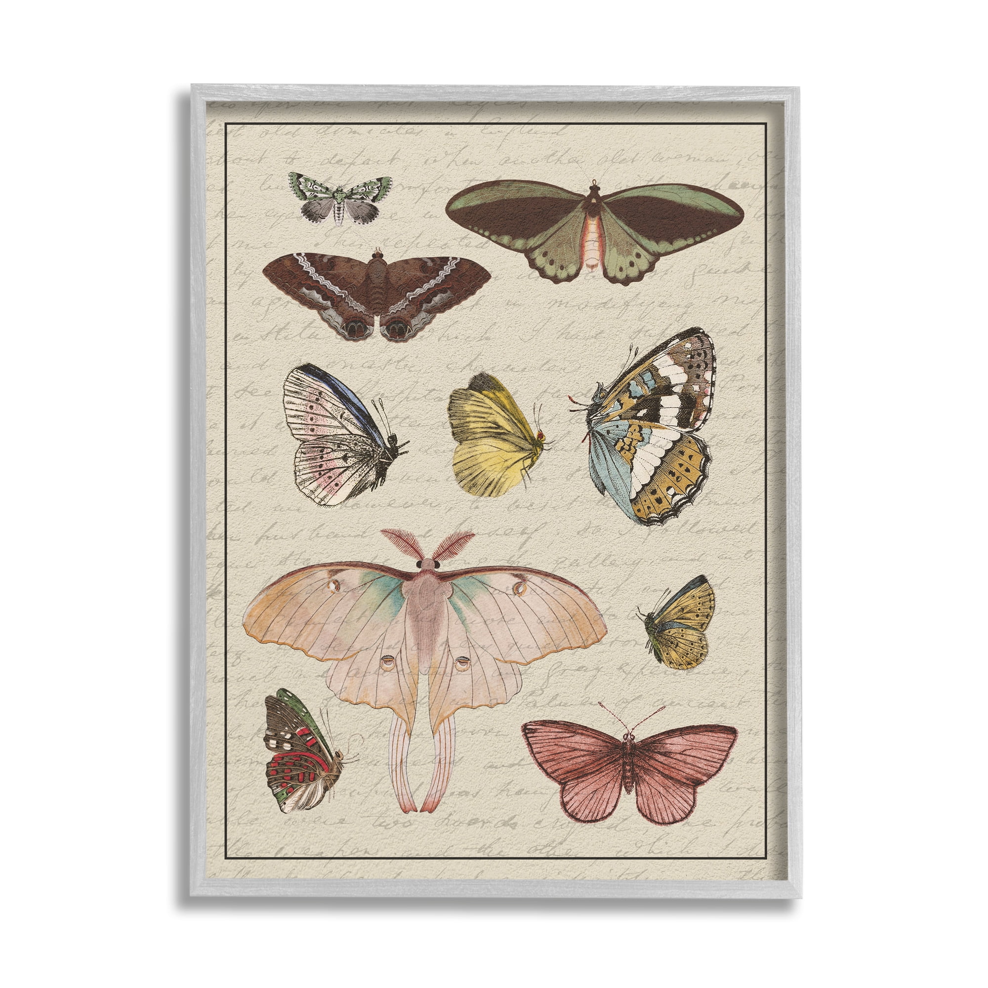 Stupell Industries Vintage Moth and Butterfly Wing Study over Script Animals & Insects Painting Gray Framed Art Print Wall Art, 11 x 14