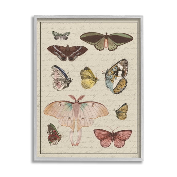 Stupell Industries Vintage Moth and Butterfly Wing Study over Script Animals & Insects Painting Gray Framed Art Print Wall Art, 11 x 14