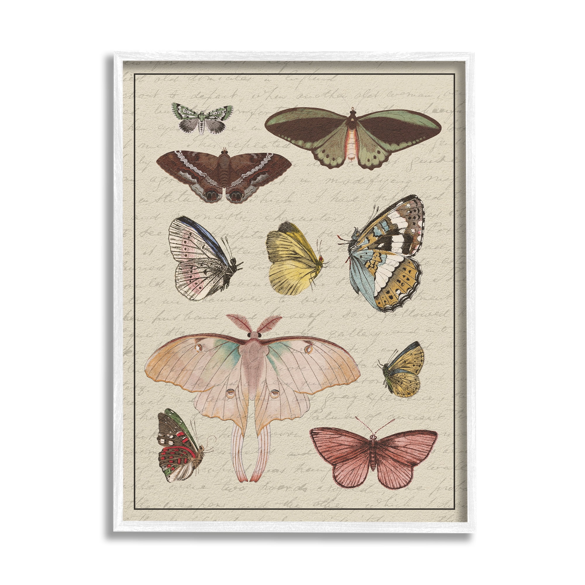 Vintage Butterfly and Moth Study White Framed Wall Art, 11 x 14