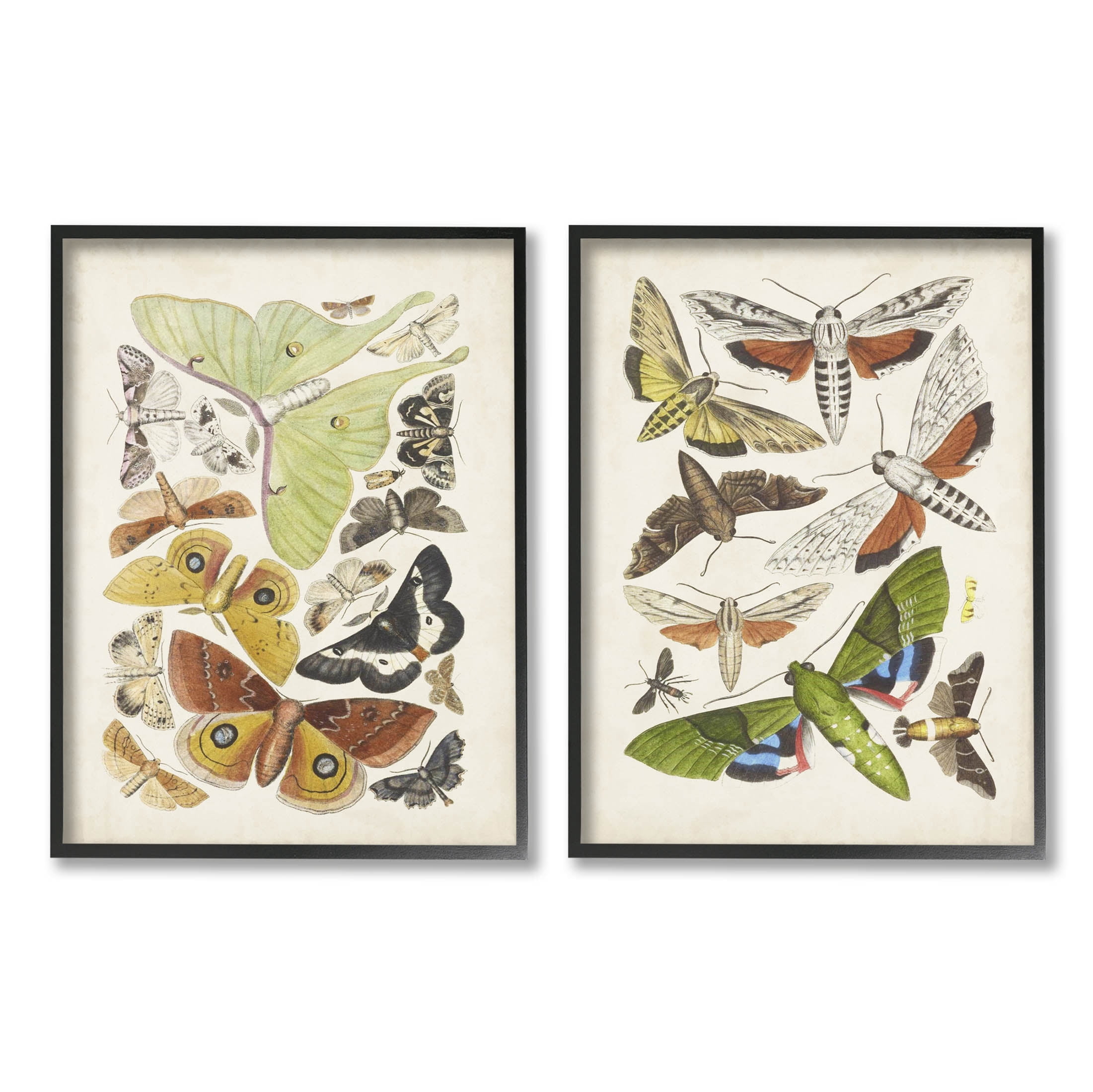 Stupell Industries Vintage Moths Latin Studies Graphic Art Black Framed Art Print Wall Art, Set of 2, Design by World Art Group