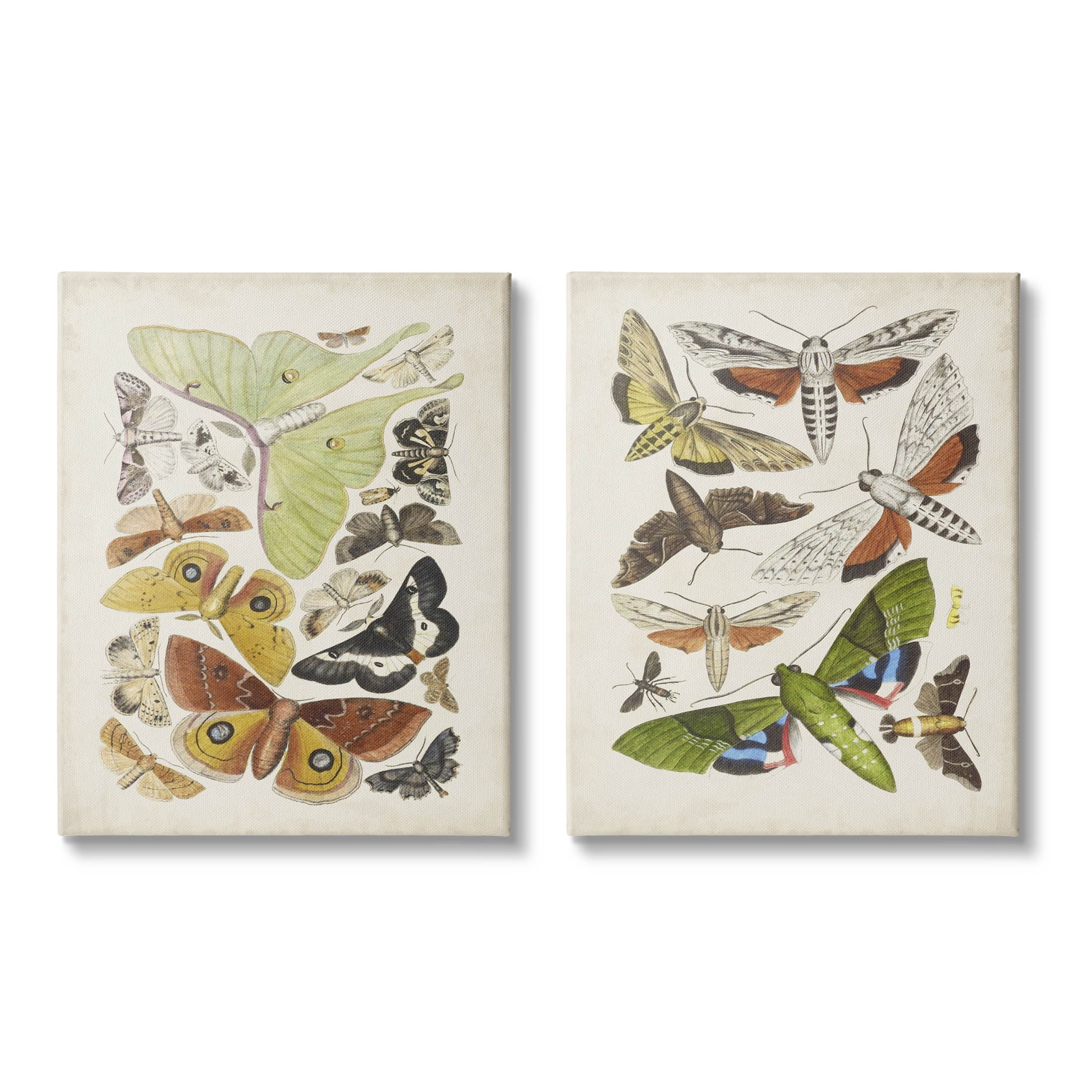 Stupell Industries Vintage Moths Latin Studies Graphic Art Gallery Wrapped Canvas Print Wall Art, Set of 2, Design by World Art Group