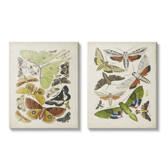 Stupell Industries Vintage Moths Latin Studies Graphic Art Gallery Wrapped Canvas Print Wall Art, Set of 2, Design by World Art Group