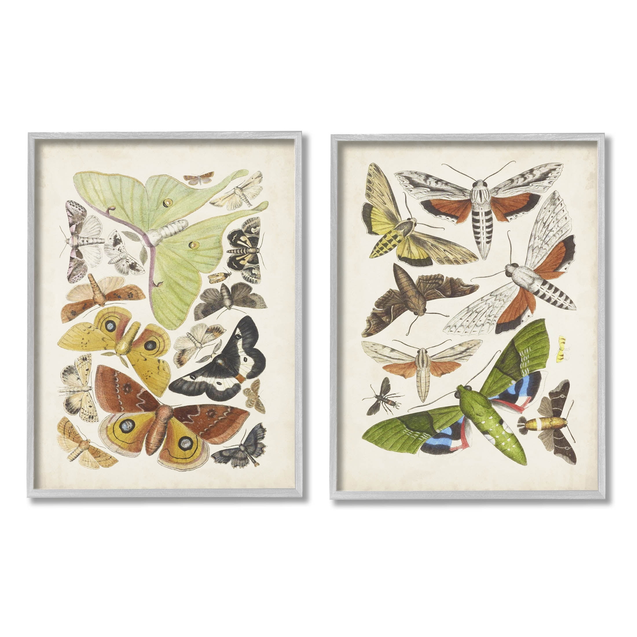 Stupell Industries Vintage Moths Latin Studies Graphic Art Gray Framed Art Print Wall Art, Set of 2, Design by World Art Group