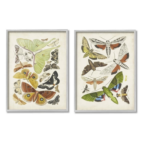 Stupell Industries Vintage Moths Latin Studies Graphic Art Gray Framed Art Print Wall Art, Set of 2, Design by World Art Group