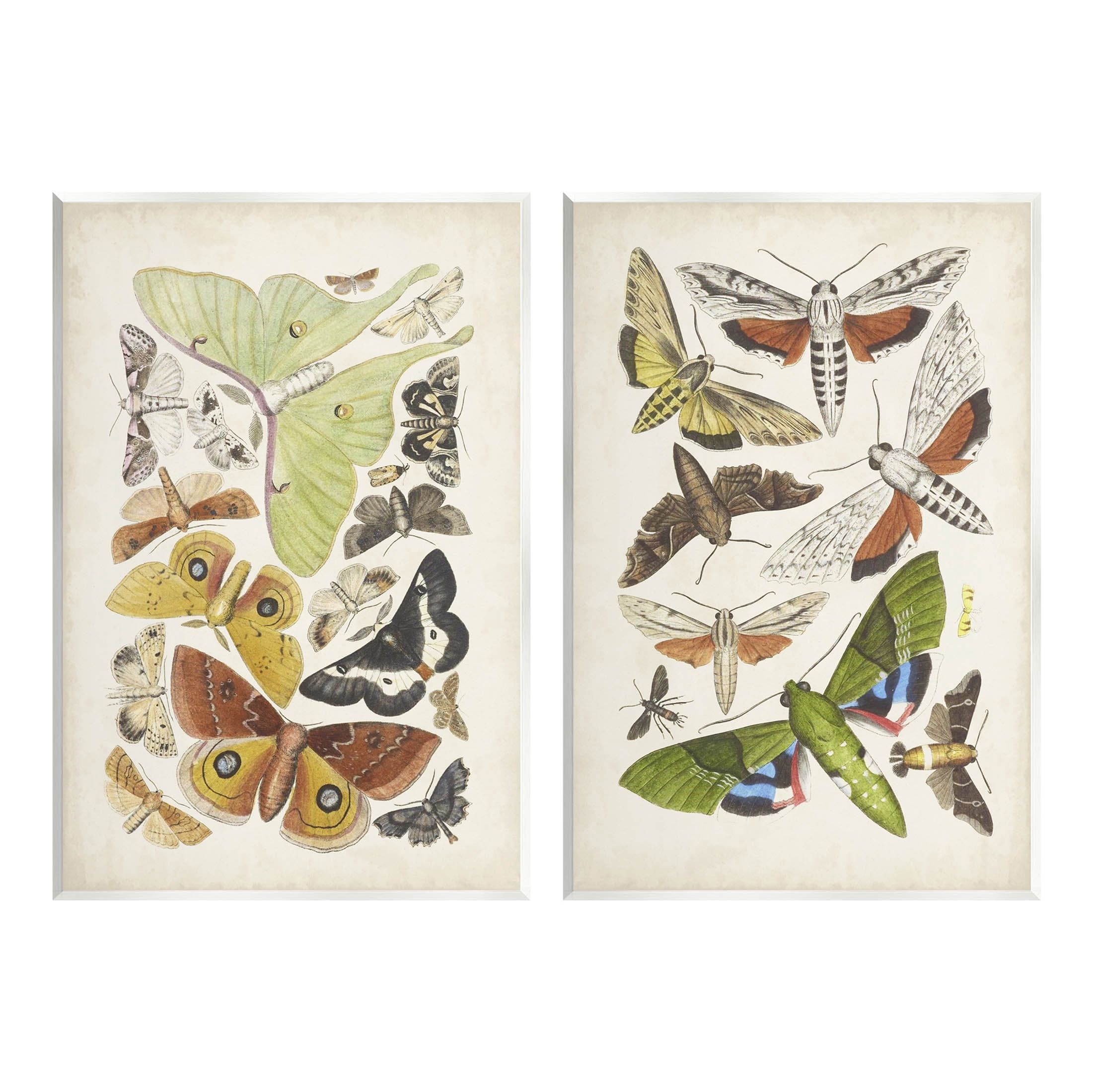 Stupell Industries Vintage Moths Latin Studies Graphic Art Unframed Art Print Wall Art, Set of 2, Design by World Art Group