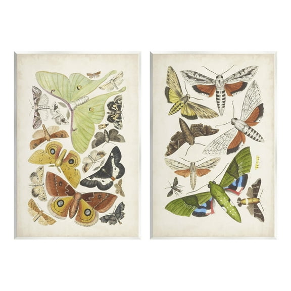 Stupell Industries Vintage Moths Latin Studies Graphic Art Unframed Art Print Wall Art, Set of 2, Design by World Art Group