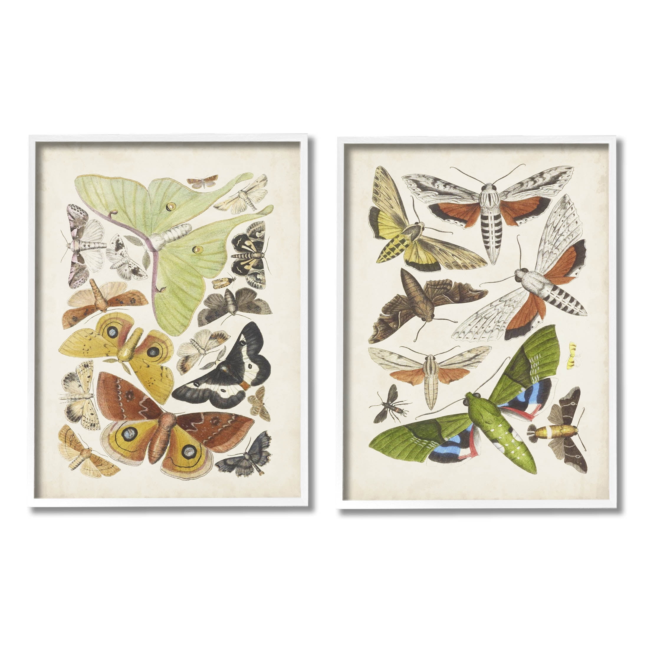Stupell Industries Vintage Moths Latin Studies Graphic Art White Framed Art Print Wall Art, Set of 2, Design by World Art Group