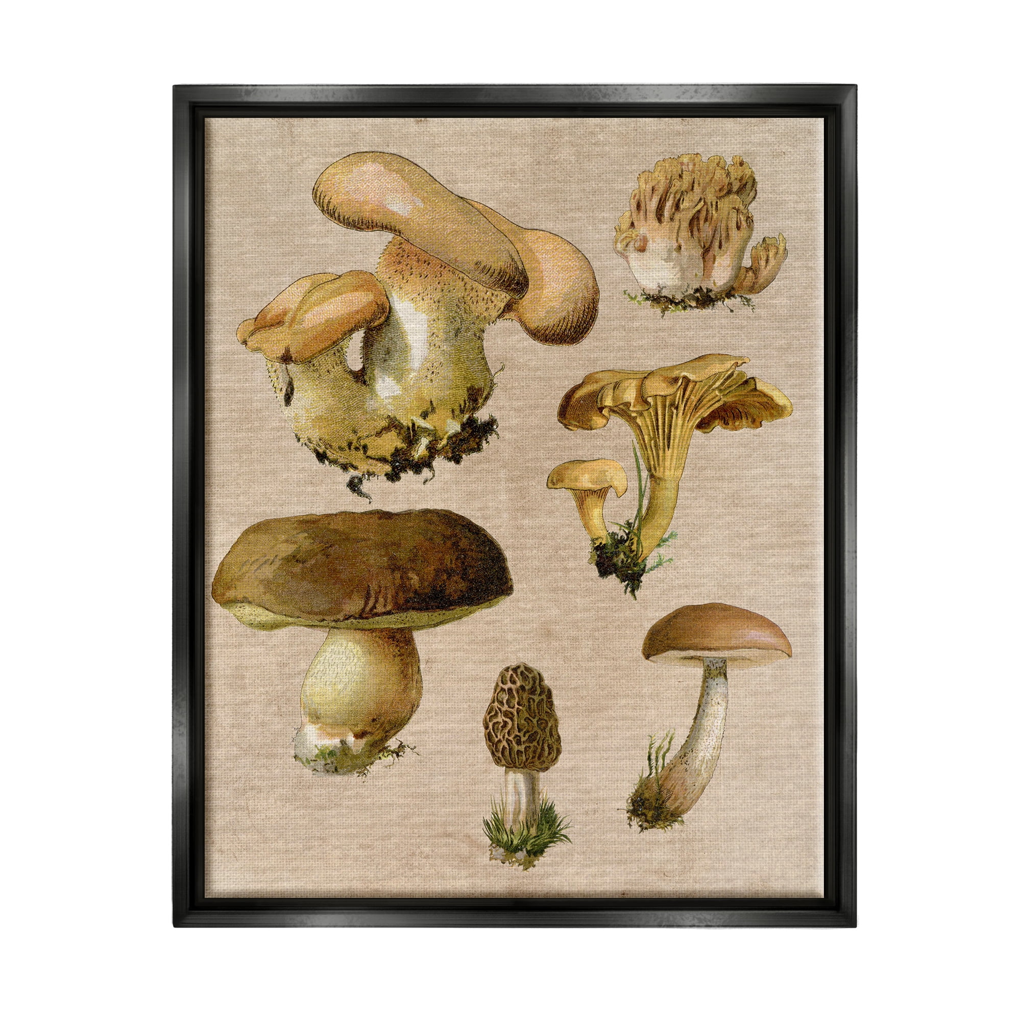 Stupell Industries Vintage Mushroom Drawings Botanical & Floral Painting Black Floater Framed Canvas Art Print Wall Art, 25 x 31