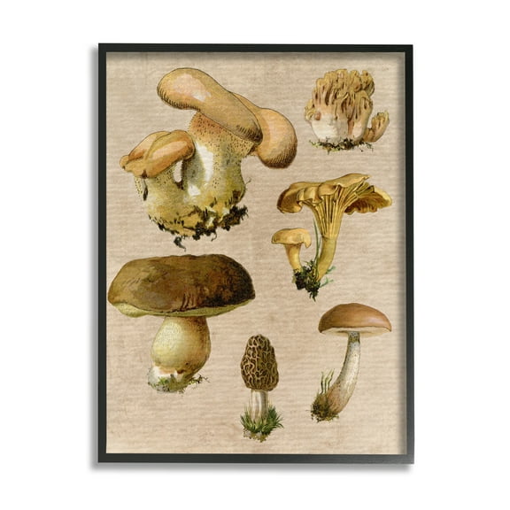Stupell Industries Vintage Mushroom Drawings Botanical & Floral Painting Black Framed Art Print Wall Art, 11 x 14