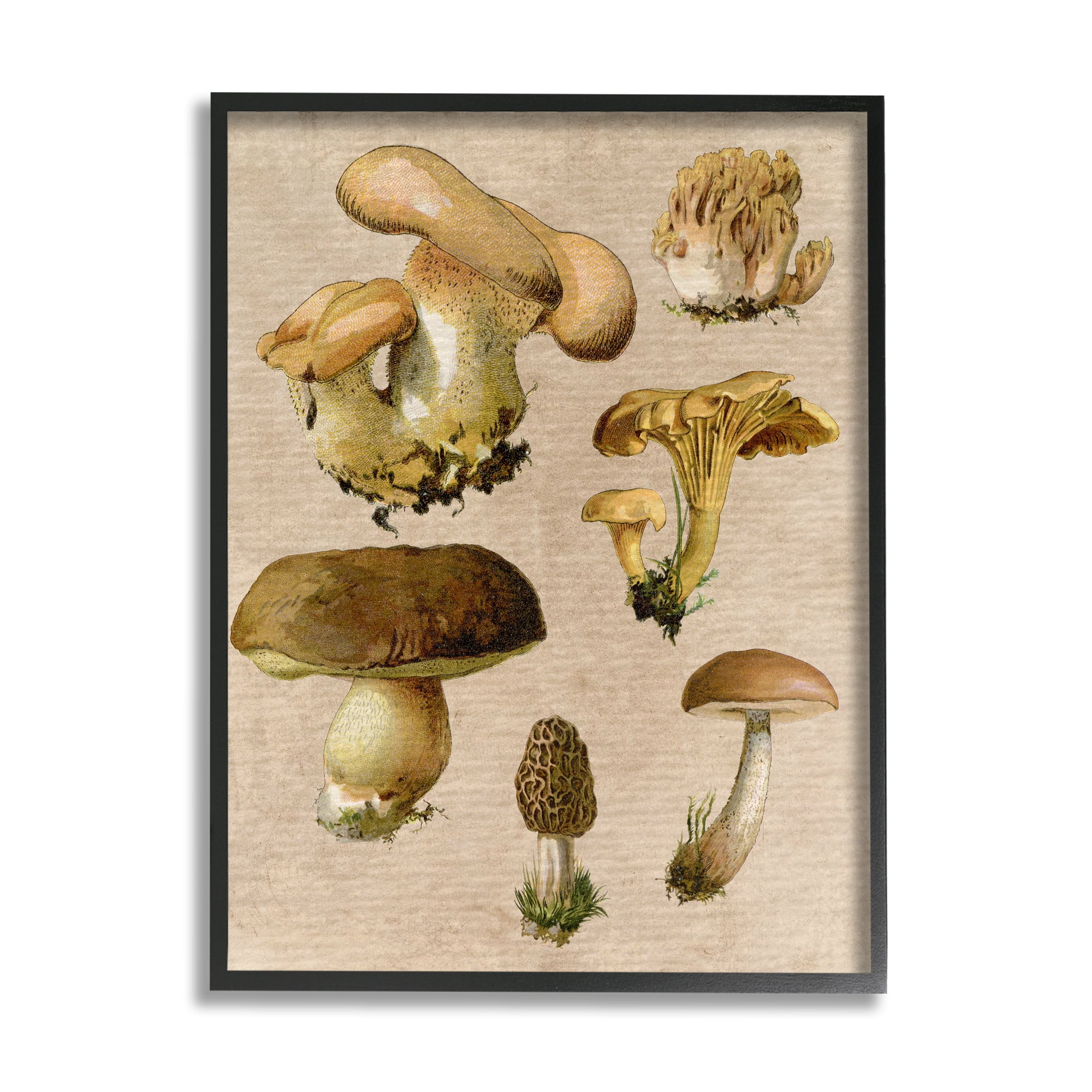 Stupell Industries Vintage Mushroom Drawings Botanical & Floral Painting Black Framed Art Print Wall Art, 16 x 20