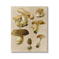 Stupell Industries Vintage Mushroom Drawings Botanical & Floral Painting Gallery Wrapped Canvas Art Print Wall Art, 16 x 20