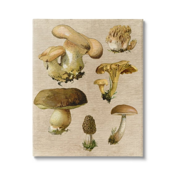Stupell Industries Vintage Mushroom Drawings Botanical & Floral Painting Gallery Wrapped Canvas Art Print Wall Art, 16 x 20