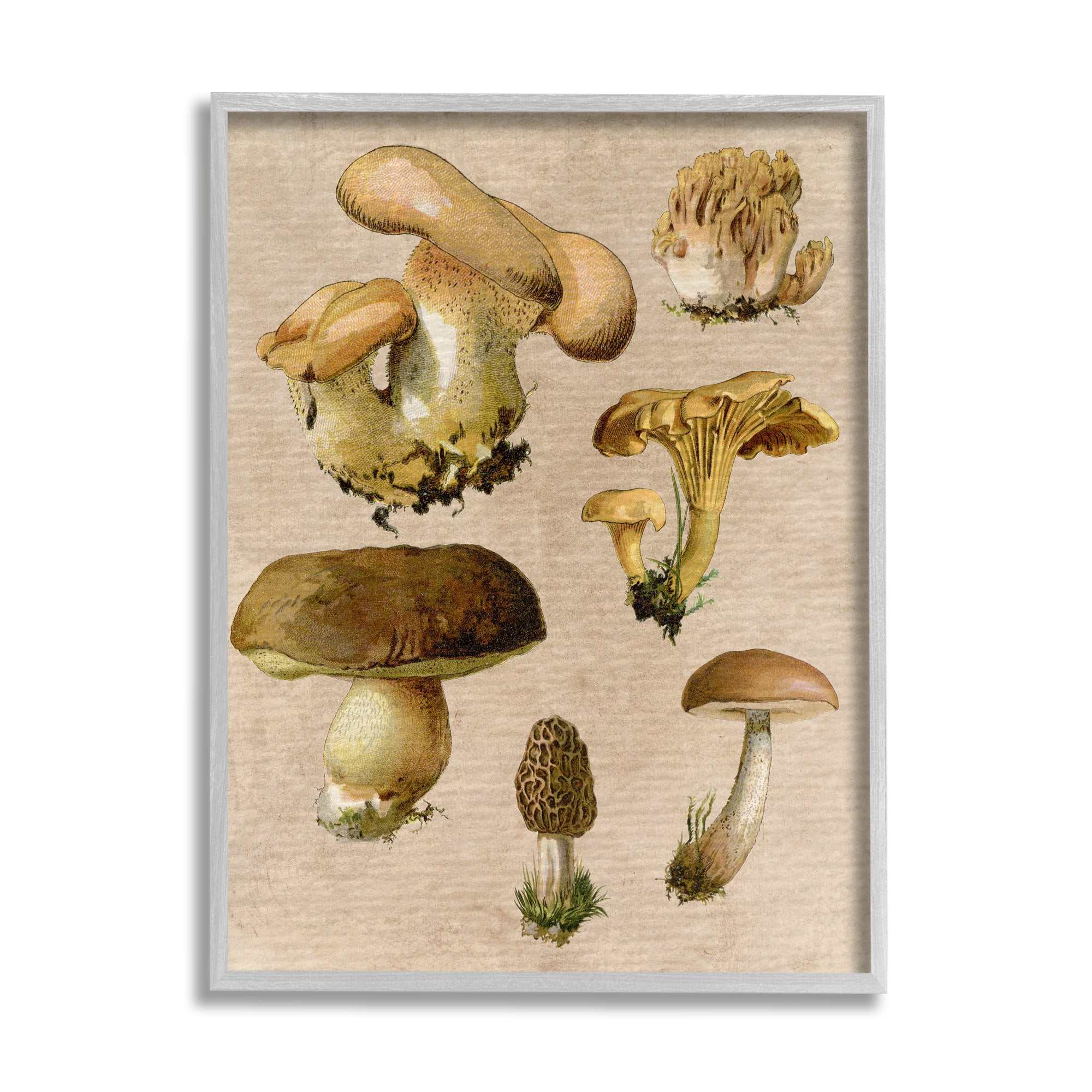 Stupell Industries Vintage Mushroom Drawings Botanical & Floral Painting Gray Framed Art Print Wall Art, 24 x 30