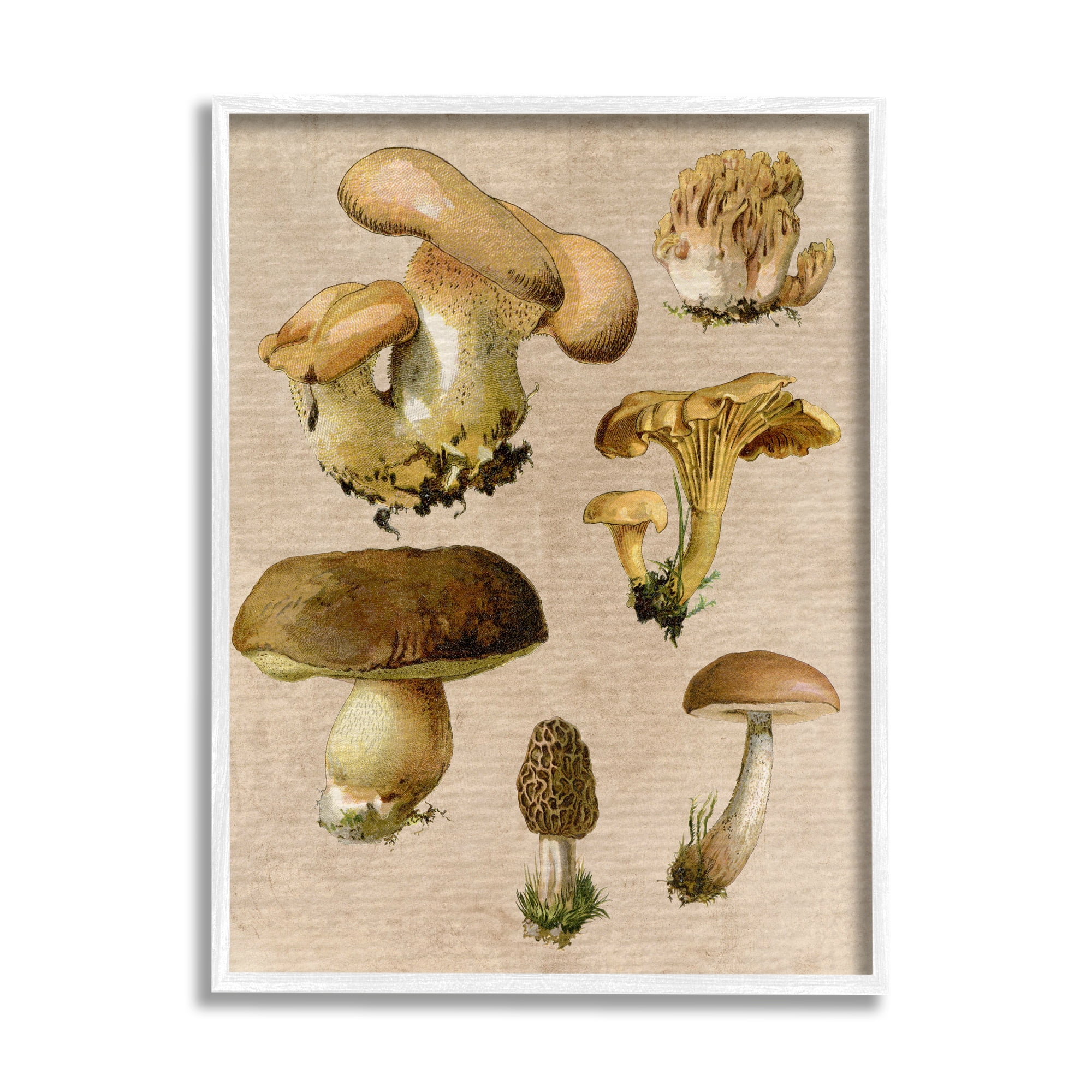 Stupell Industries Vintage Mushroom Drawings Botanical & Floral Painting White Framed Art Print Wall Art, 11 x 14