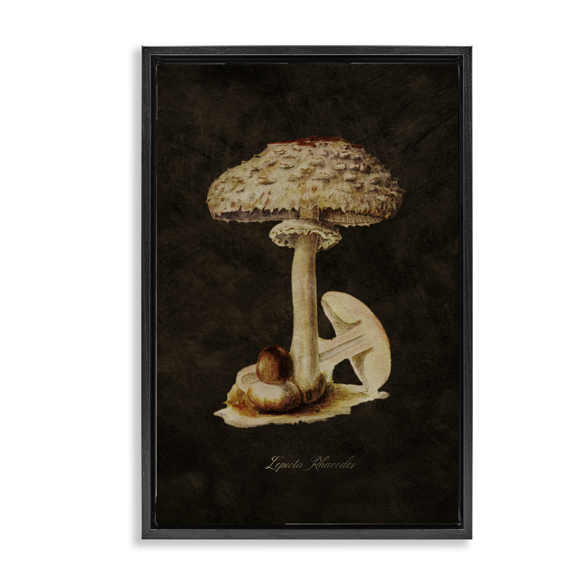 Stupell Industries Vintage Mushroom Study Plants & Flowers Painting Black Floater Framed Canvas Art Print Wall Art, 21 x 31