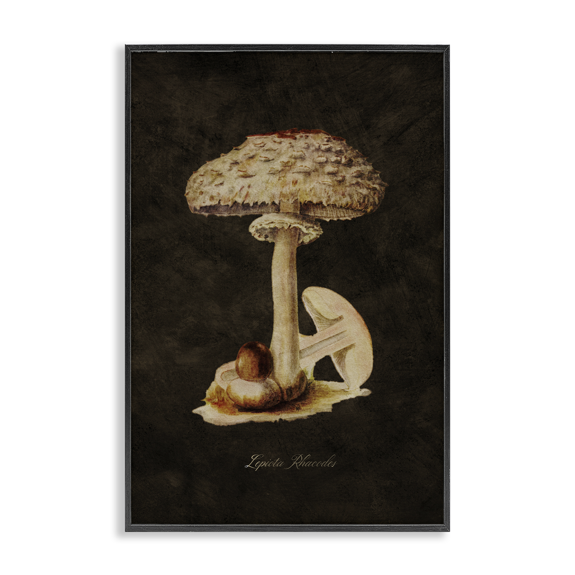 Stupell Industries Vintage Mushroom Study Plants & Flowers Painting Black Framed Art Print Wall Art, 20 x 30