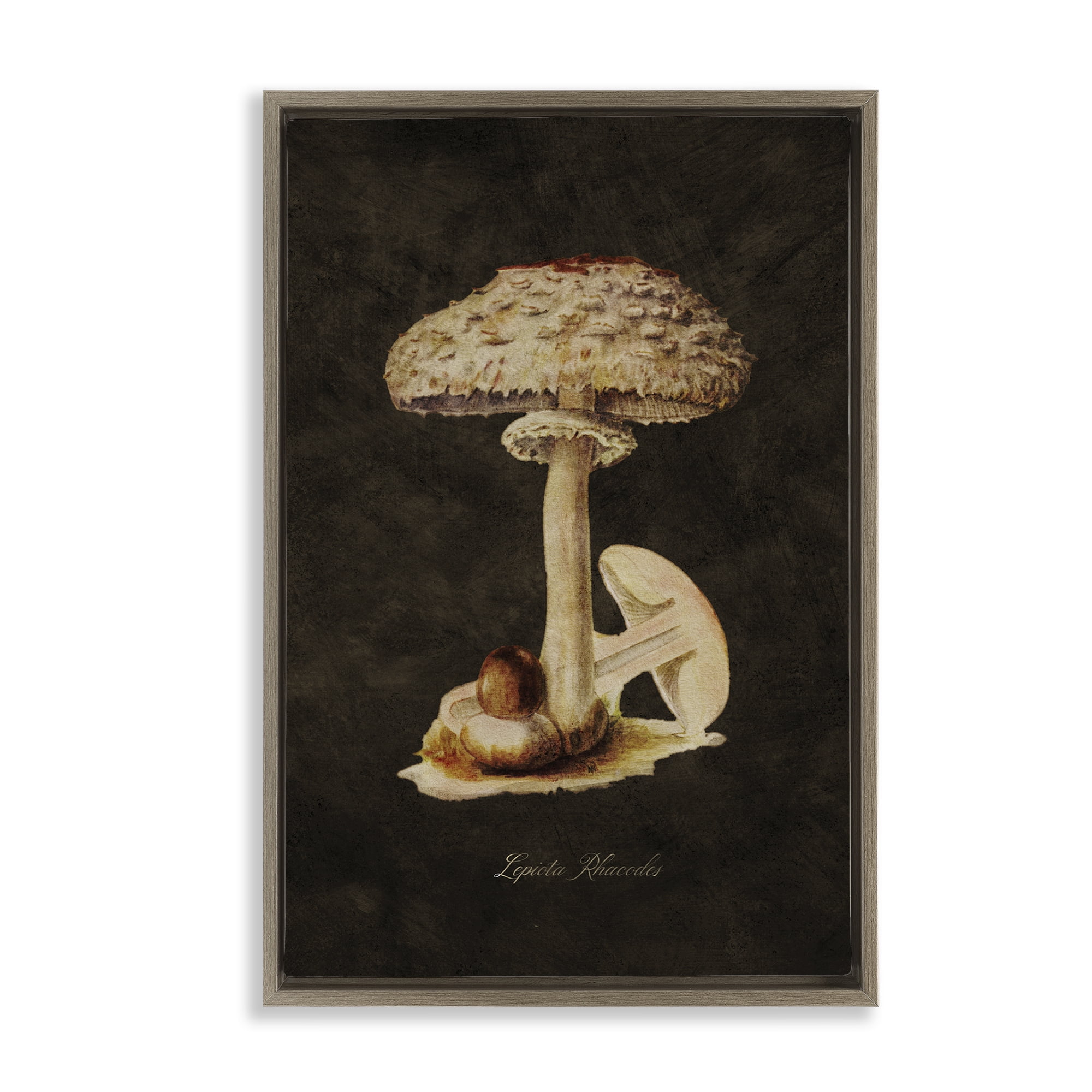 Stupell Industries Vintage Mushroom Study Plants & Flowers Painting Brown Floater Framed Canvas Art Print Wall Art, 21 x 31