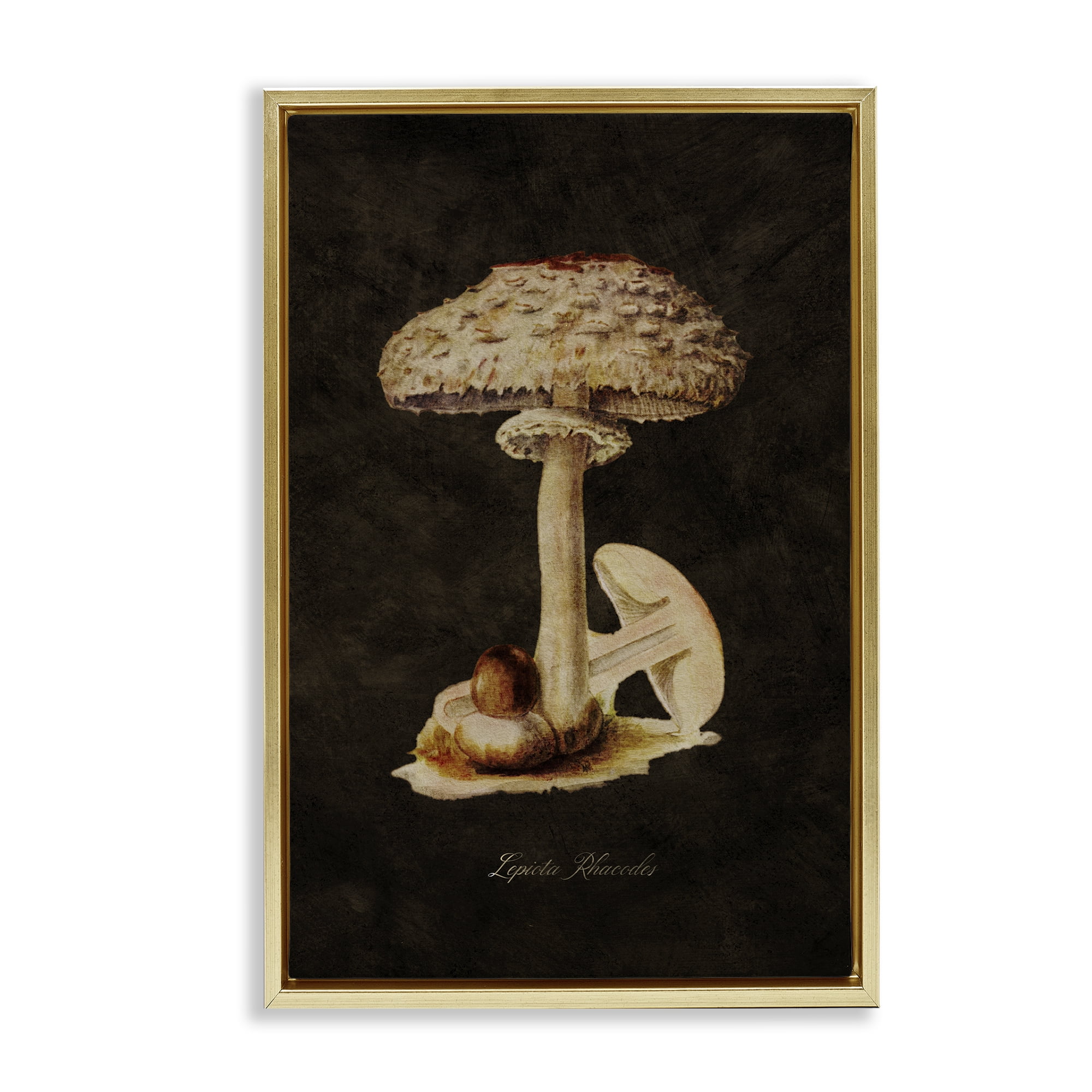 Stupell Industries Vintage Mushroom Study Plants & Flowers Painting Gold Floater Framed Canvas Art Print Wall Art, 21 x 31