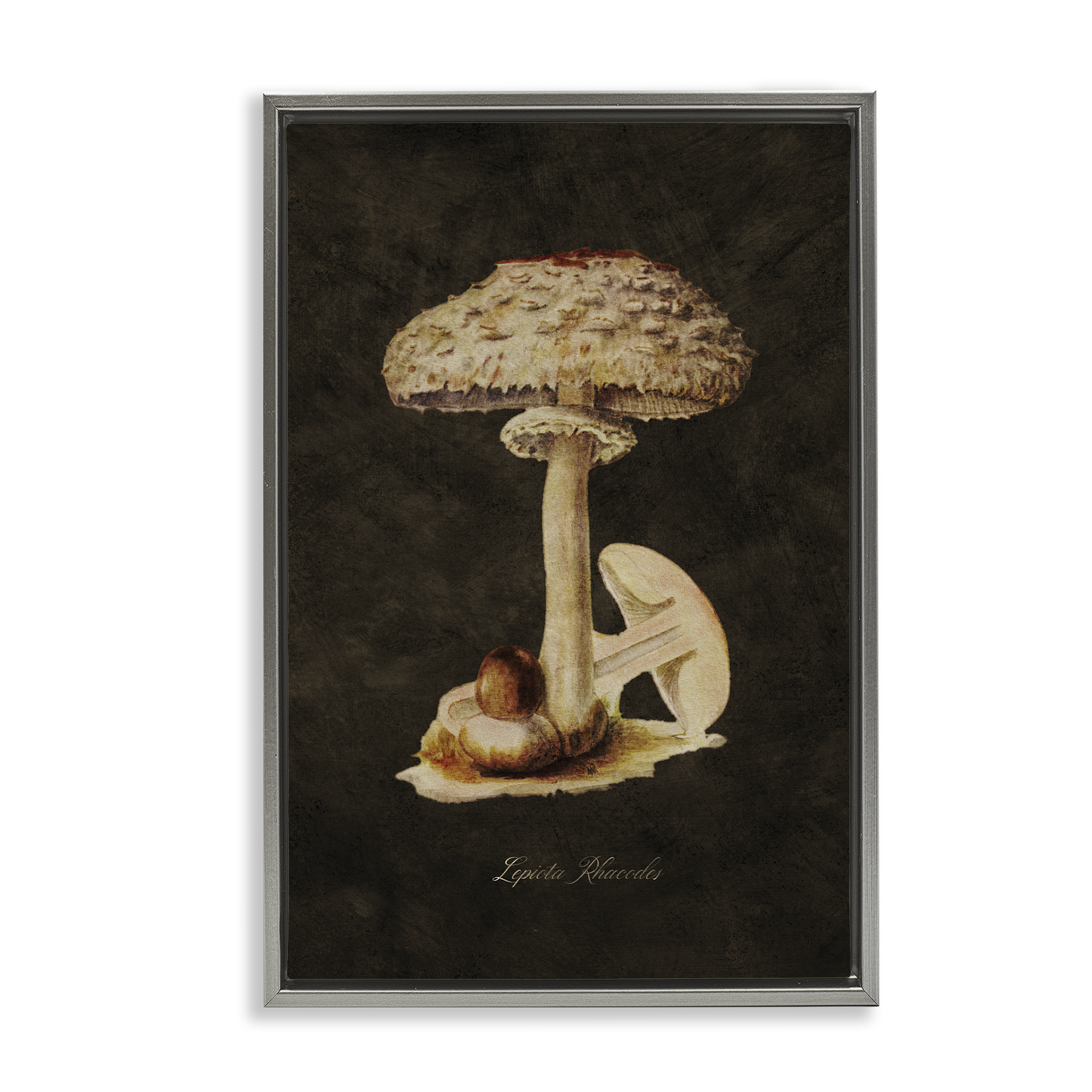 Stupell Industries Vintage Mushroom Study Plants & Flowers Painting Gray Floater Framed Canvas Art Print Wall Art, 17 x 25