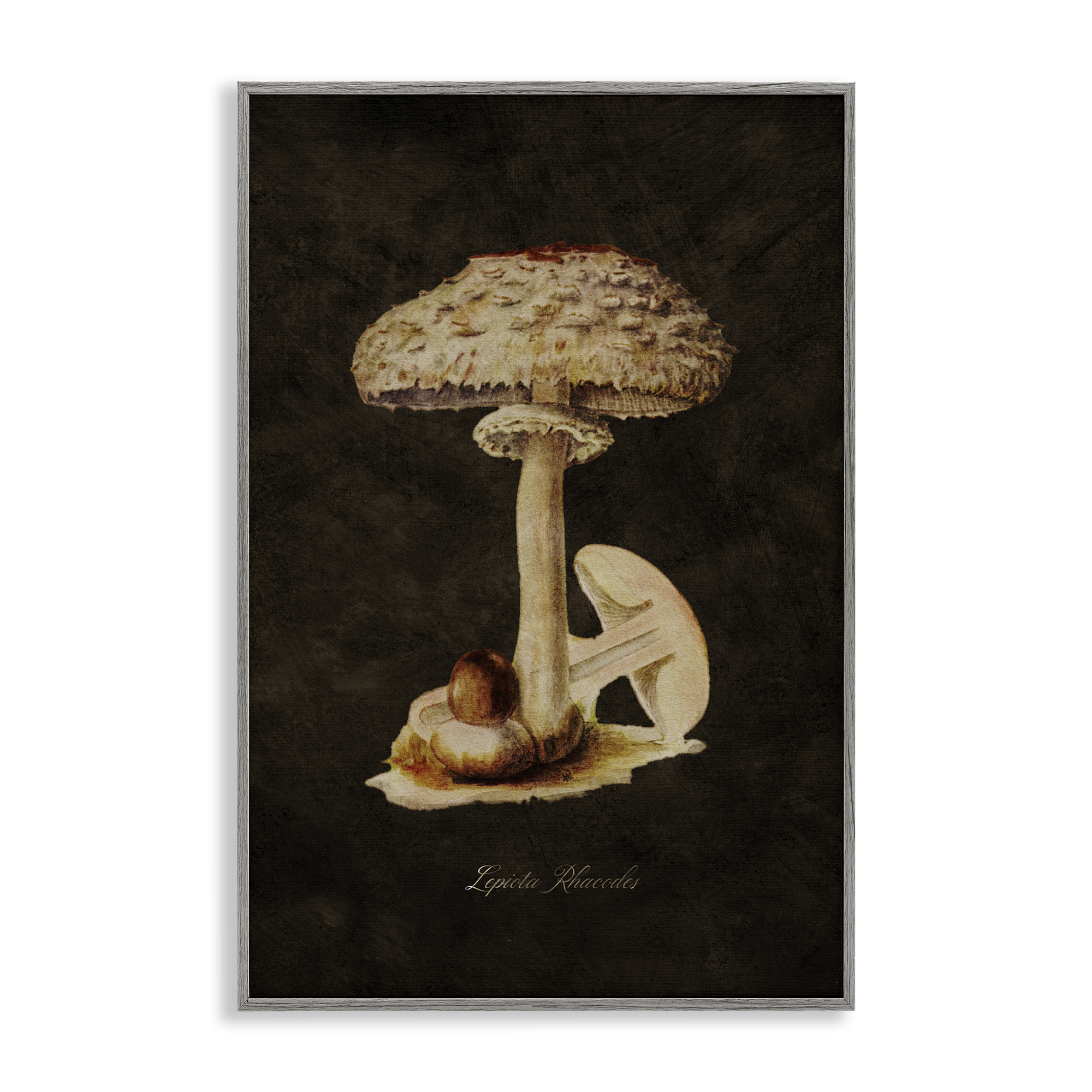 Stupell Industries Vintage Mushroom Study Plants & Flowers Painting Gray Framed Art Print Wall Art, 12 x 18