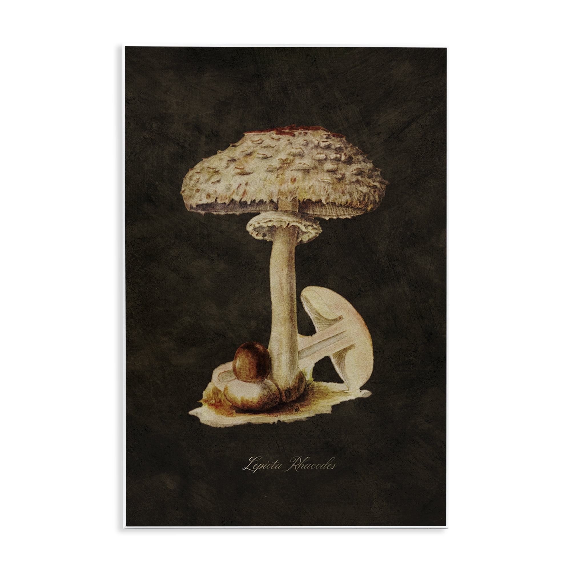 Stupell Industries Vintage Mushroom Study Plants & Flowers Painting Unframed Art Print Wall Art, 10 x 15