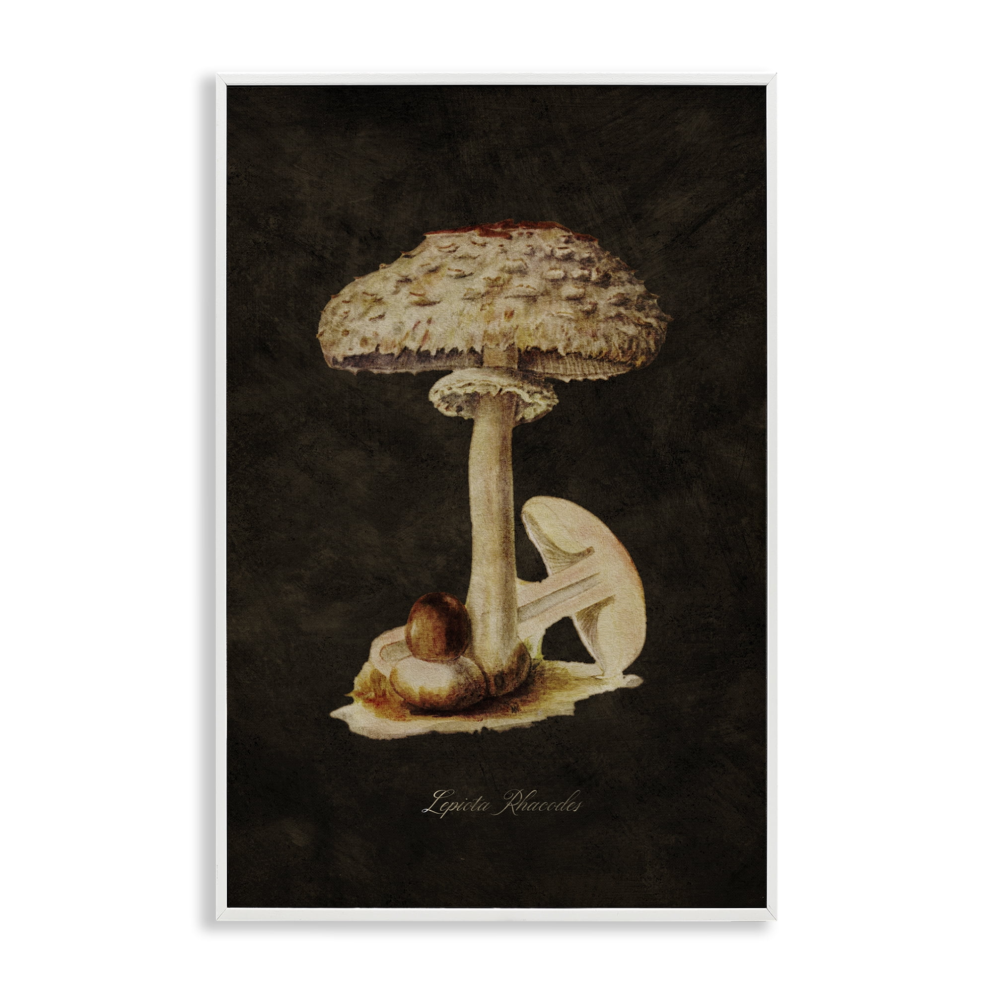 Stupell Industries Vintage Mushroom Study Plants & Flowers Painting White Framed Art Print Wall Art, 16 x 24