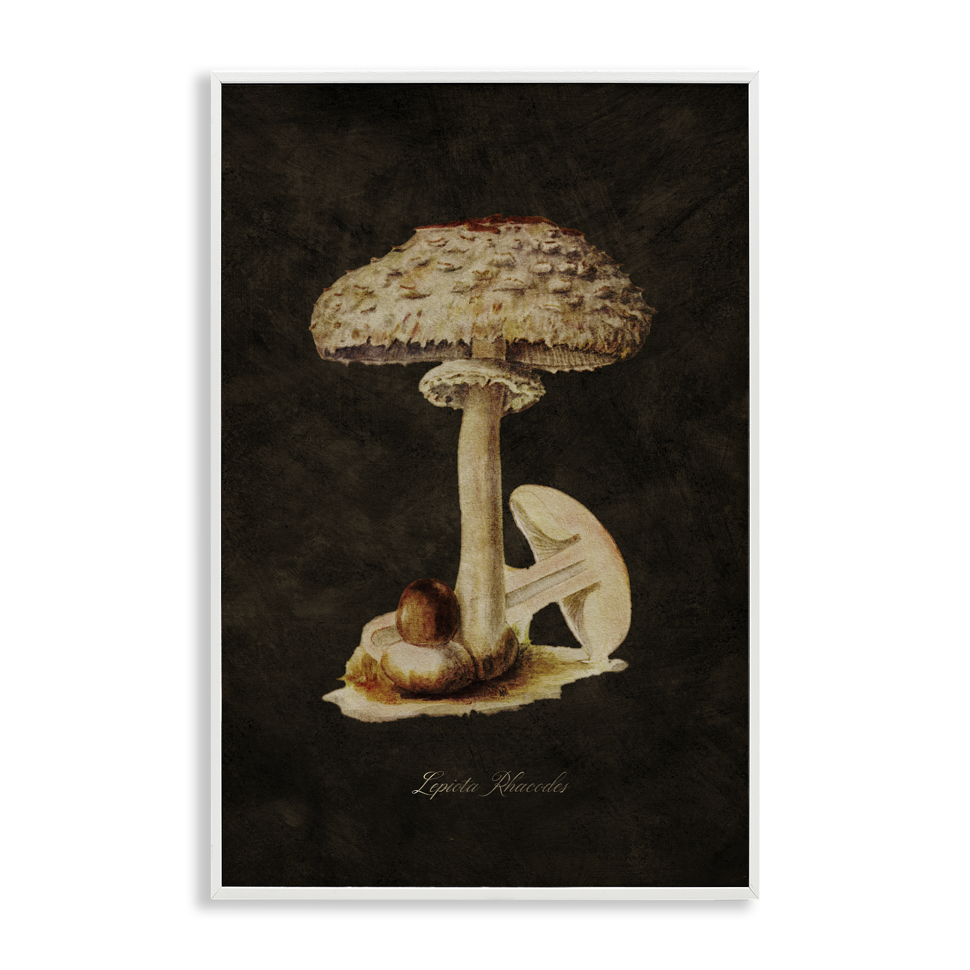 Stupell Industries Vintage Mushroom Study Plants & Flowers Painting White Framed Art Print Wall Art, 20 x 30