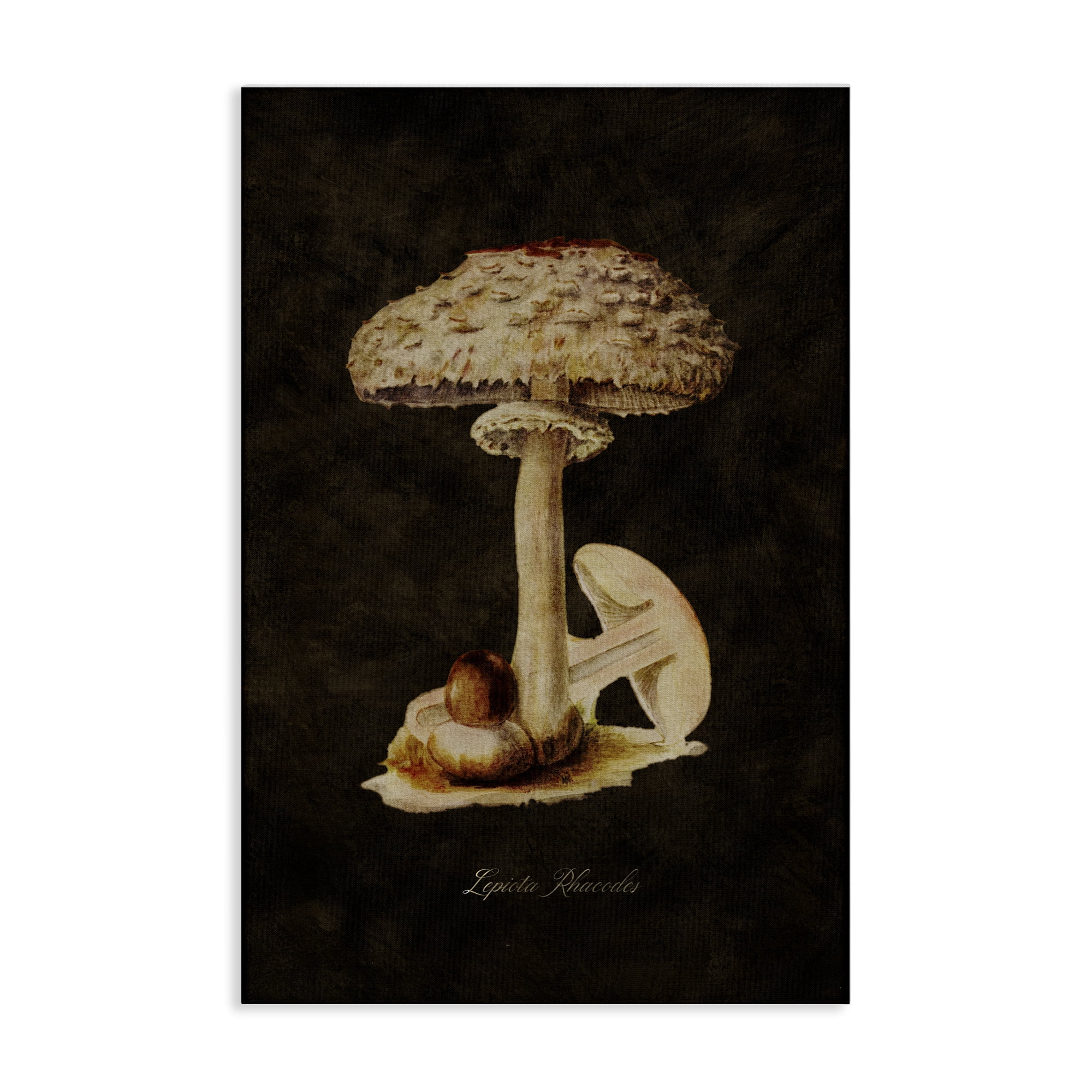 Stupell Industries Vintage Mushroom Study Plants & Flowers Painting Wrapped Canvas Art Print Wall Art, 24 x 36