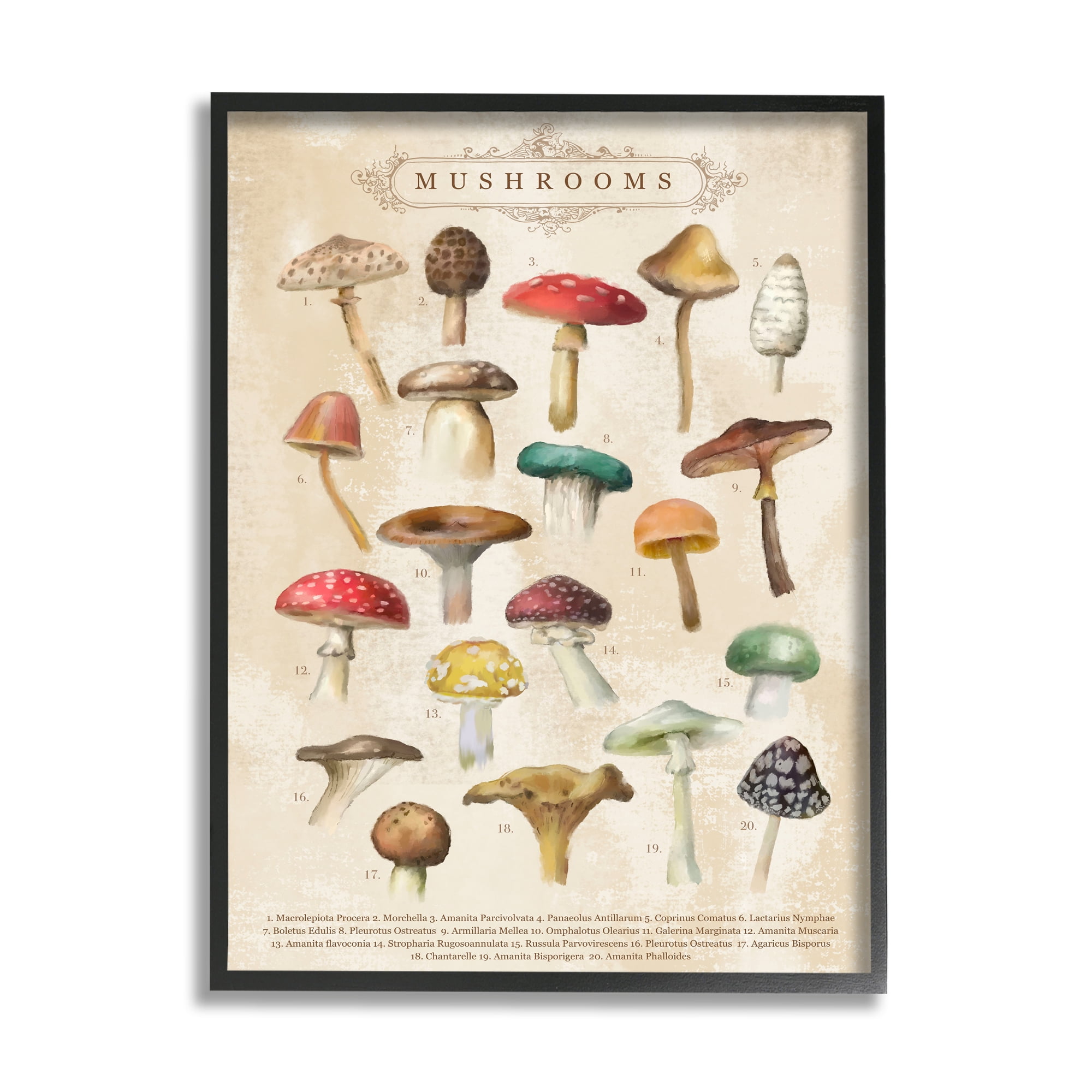 Stupell Industries Vintage Mushrooms Nature Studies Landscape Painting Black Framed Art Print Wall Art