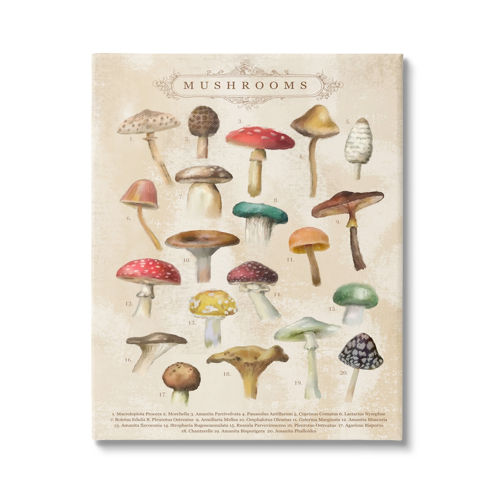 Stupell Industries Vintage Mushrooms Nature Studies Landscape Painting Gallery Wrapped Canvas Print Wall Art