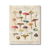 Stupell Industries Vintage Mushrooms Nature Studies Landscape Painting Gallery Wrapped Canvas Print Wall Art