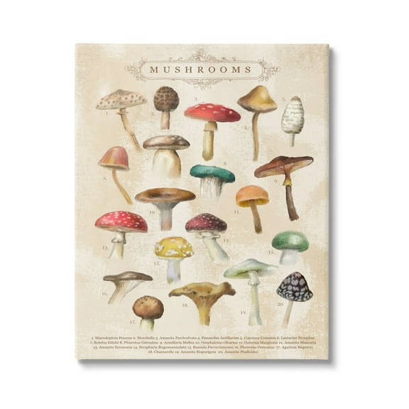 Stupell Industries Vintage Mushrooms Nature Studies Landscape Painting Gallery Wrapped Canvas Print Wall Art