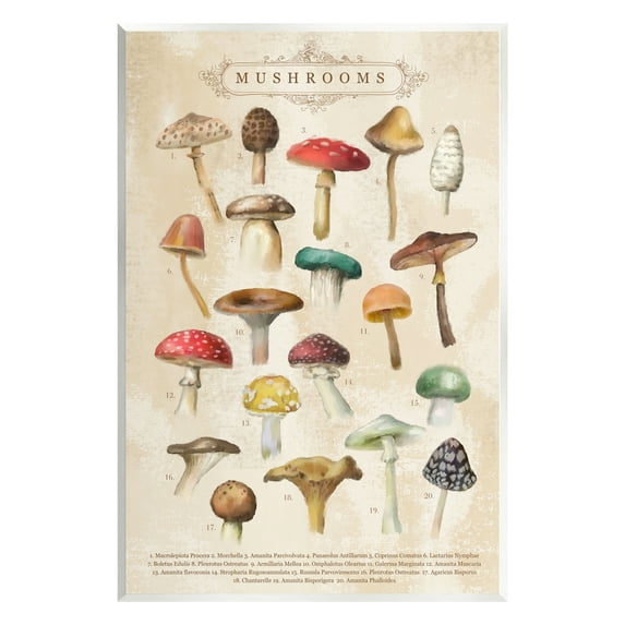Stupell Industries Vintage Mushrooms Nature Studies Landscape Painting Unframed Art Print Wall Art