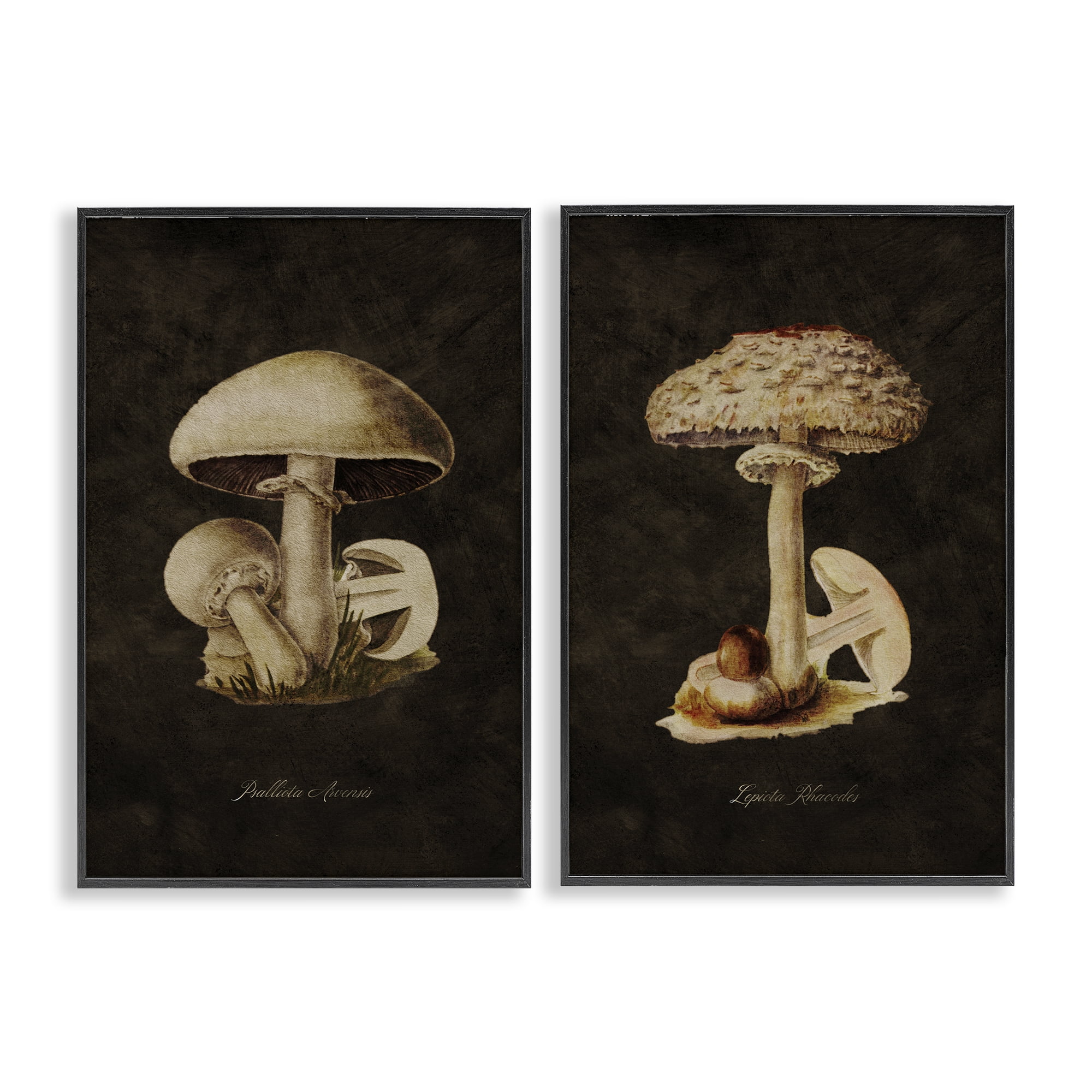 Stupell Industries Vintage Mushrooms on Black Plants & Flowers Painting Black Framed Art Print Wall Art, 20 x 30, Set of 2