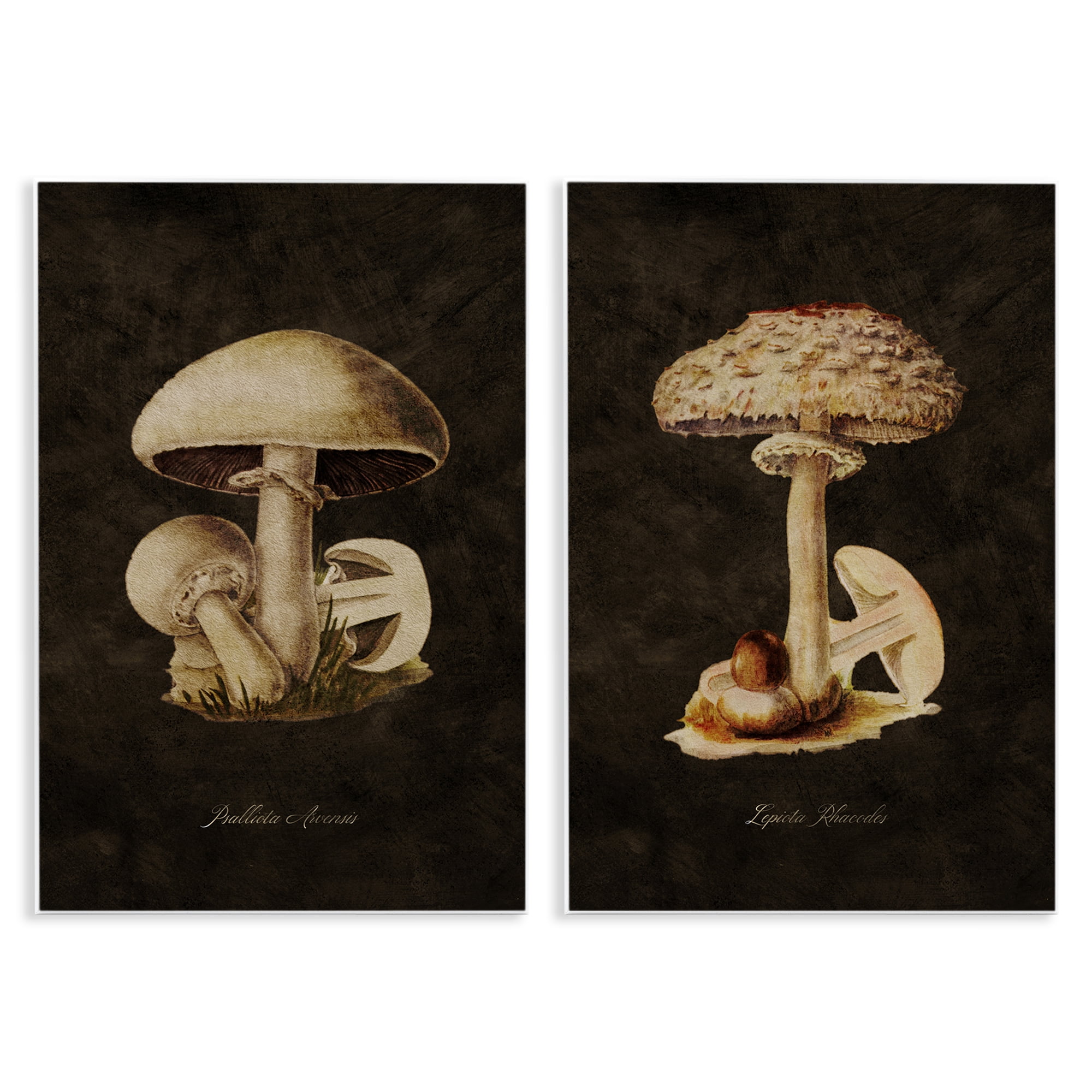 Stupell Industries Vintage Mushrooms on Black Plants & Flowers Painting Unframed Art Print Wall Art, 10 x 15, Set of 2