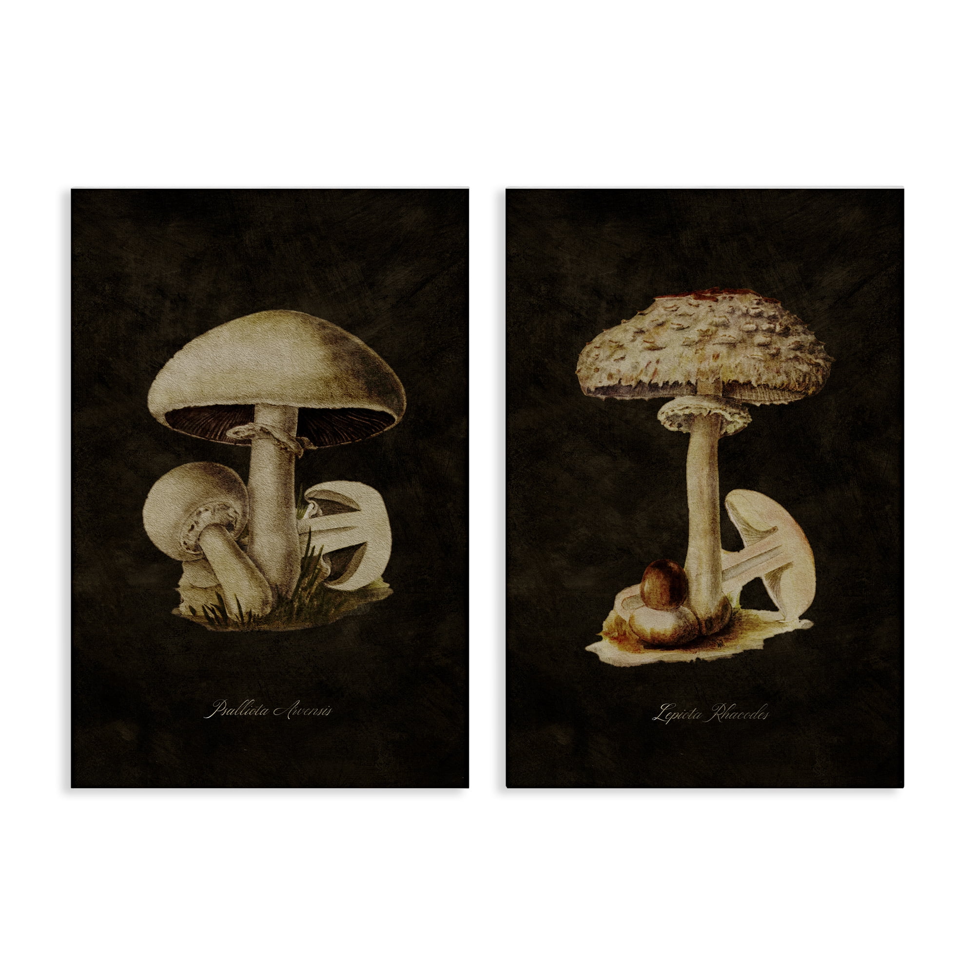 Stupell Industries Vintage Mushrooms on Black Plants & Flowers Painting Wrapped Canvas Art Print Wall Art, 20 x 30, Set of 2