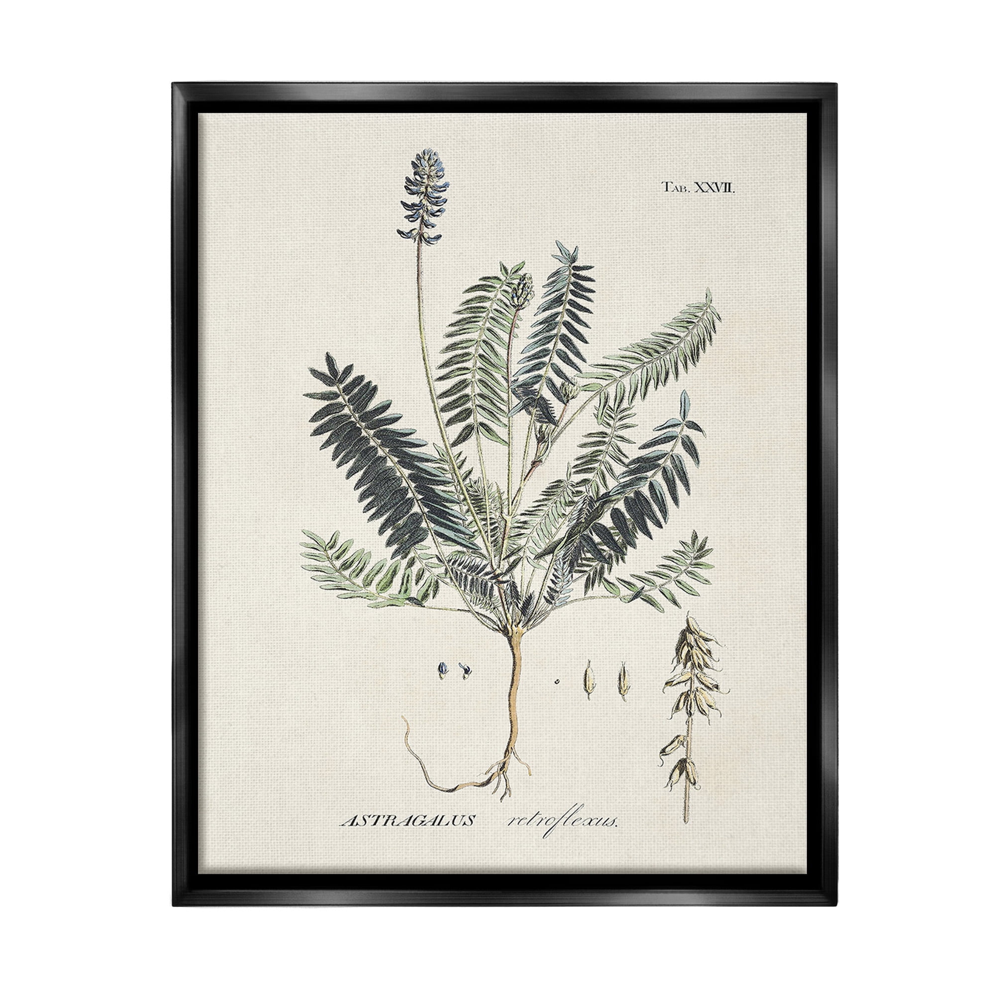 Stupell Industries Vintage Nature Diagram Botanical & Floral Painting Black Floater Framed Canvas Art Print Wall Art, 25 x 31