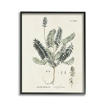 Stupell Industries Vintage Nature Diagram Botanical & Floral Painting Black Framed Art Print Wall Art, 11 x 14