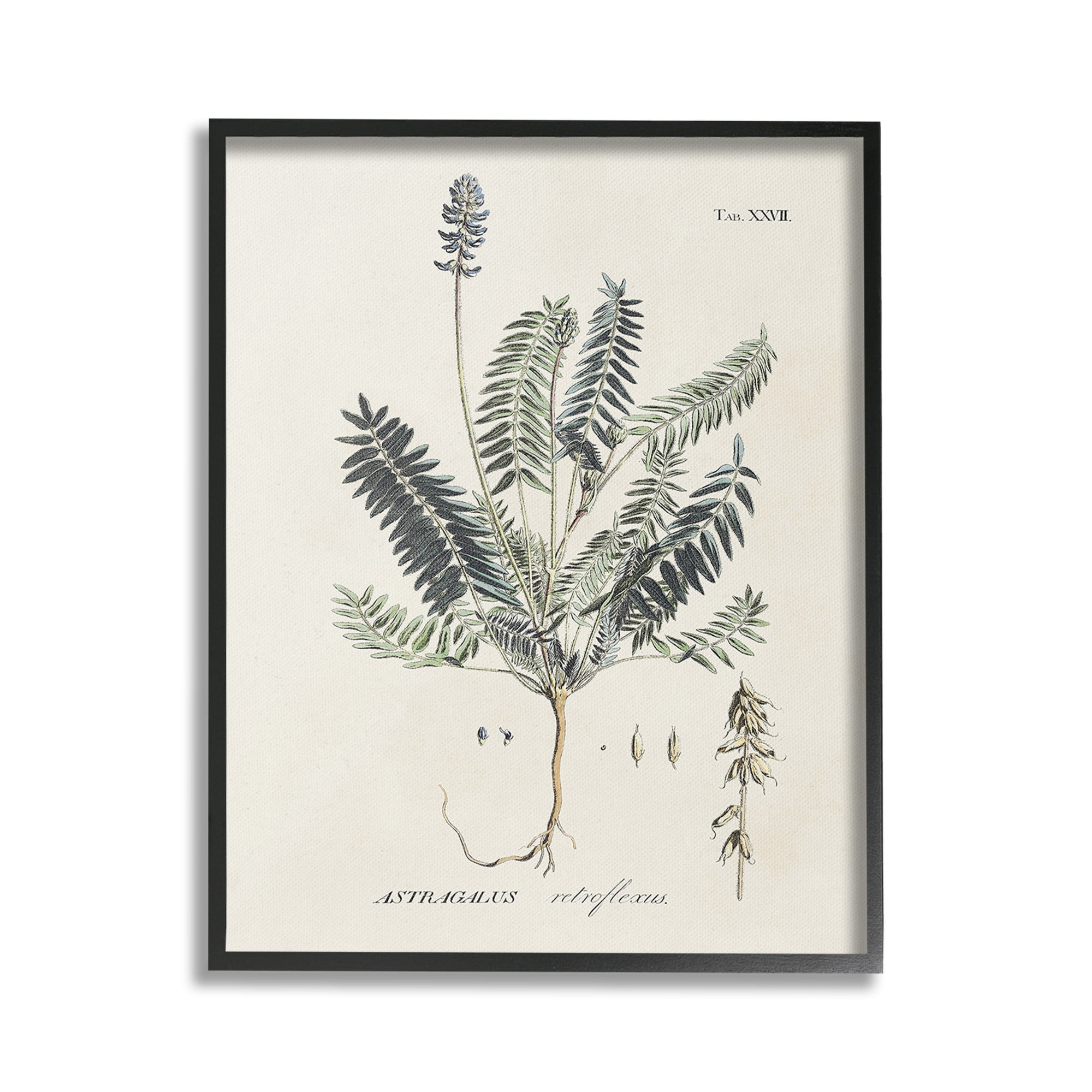 Stupell Industries Vintage Nature Diagram Botanical & Floral Painting Black Framed Art Print Wall Art, 16 x 20