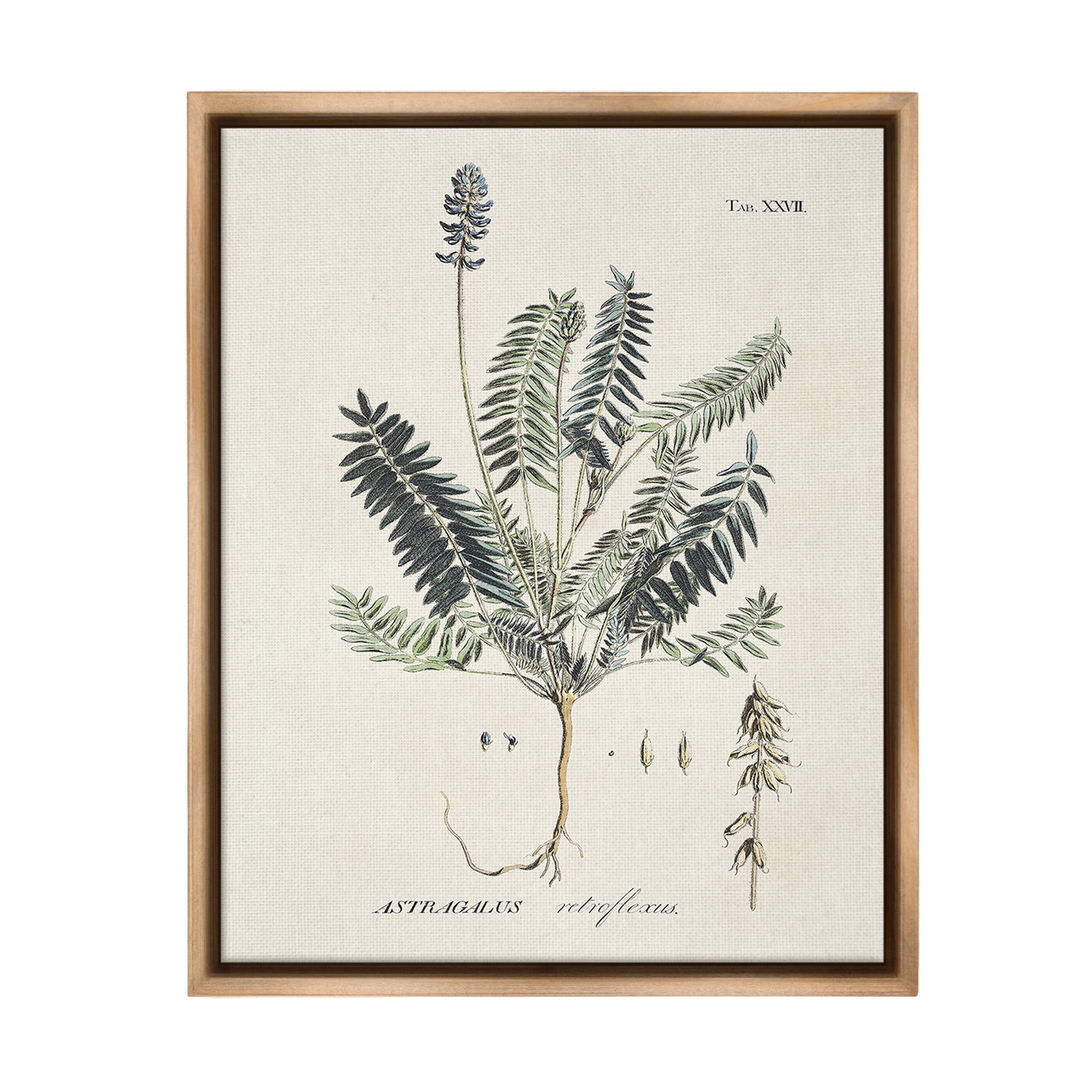 Stupell Industries Vintage Nature Diagram Botanical & Floral Painting Brown Floater Framed Canvas Art Print Wall Art, 17 x 21