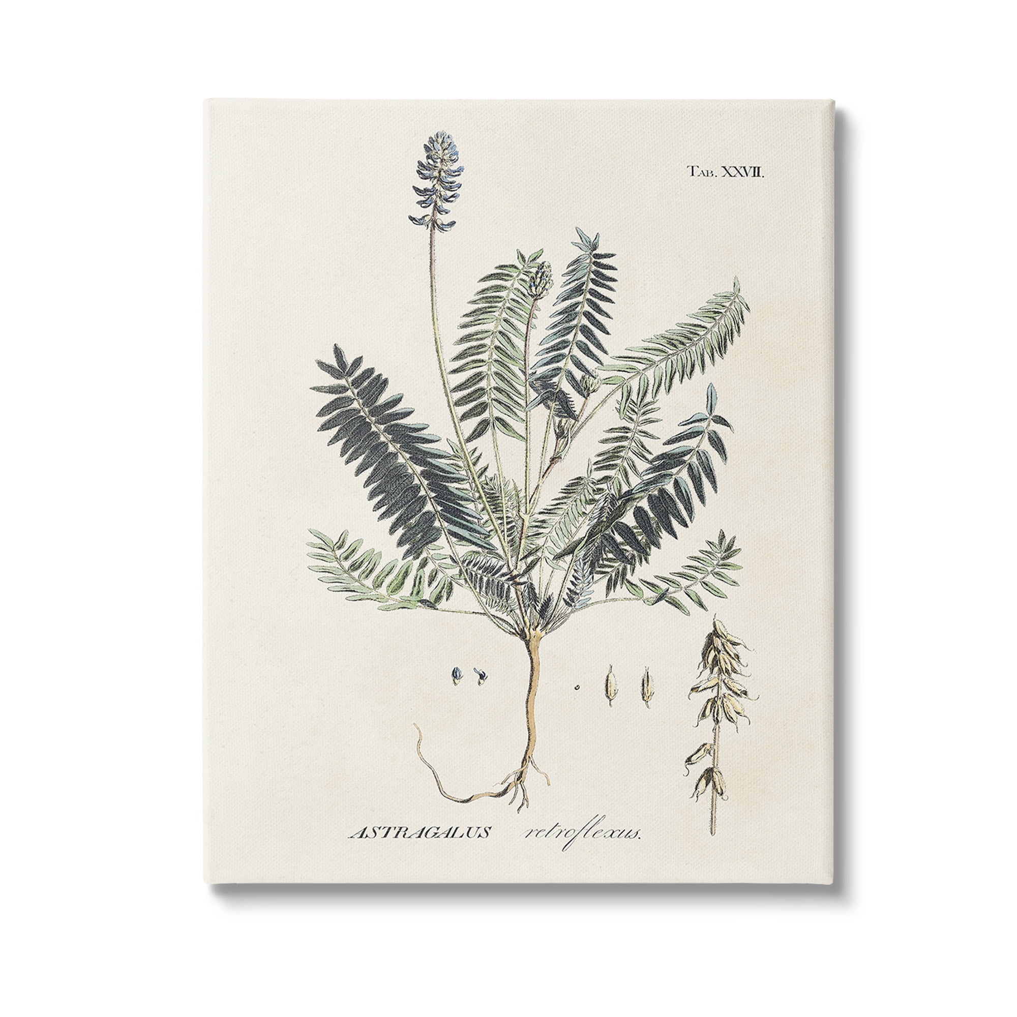 Stupell Industries Vintage Nature Diagram Botanical & Floral Painting Gallery Wrapped Canvas Art Print Wall Art, 30 x 40