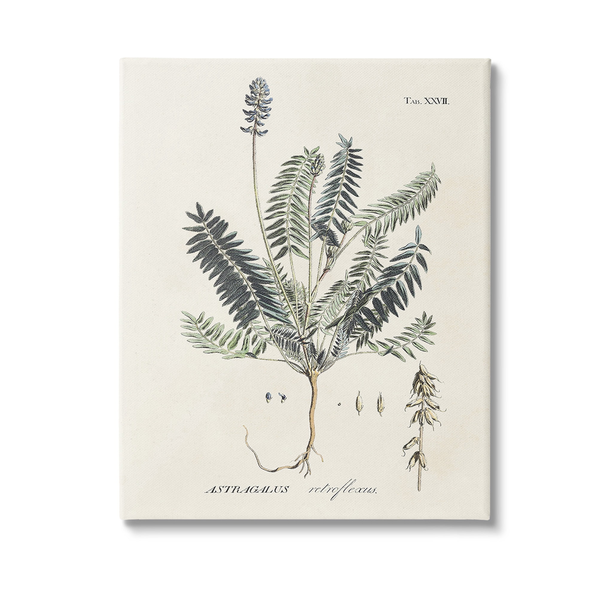 Stupell Industries Vintage Nature Diagram Botanical & Floral Painting Gallery Wrapped Canvas Art Print Wall Art, 36 x 48