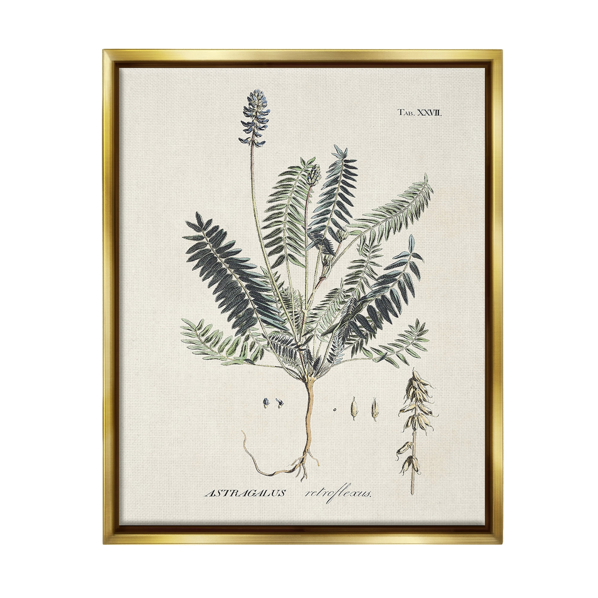 Stupell Industries Vintage Nature Diagram Botanical & Floral Painting Gold Floater Framed Canvas Art Print Wall Art, 17 x 21